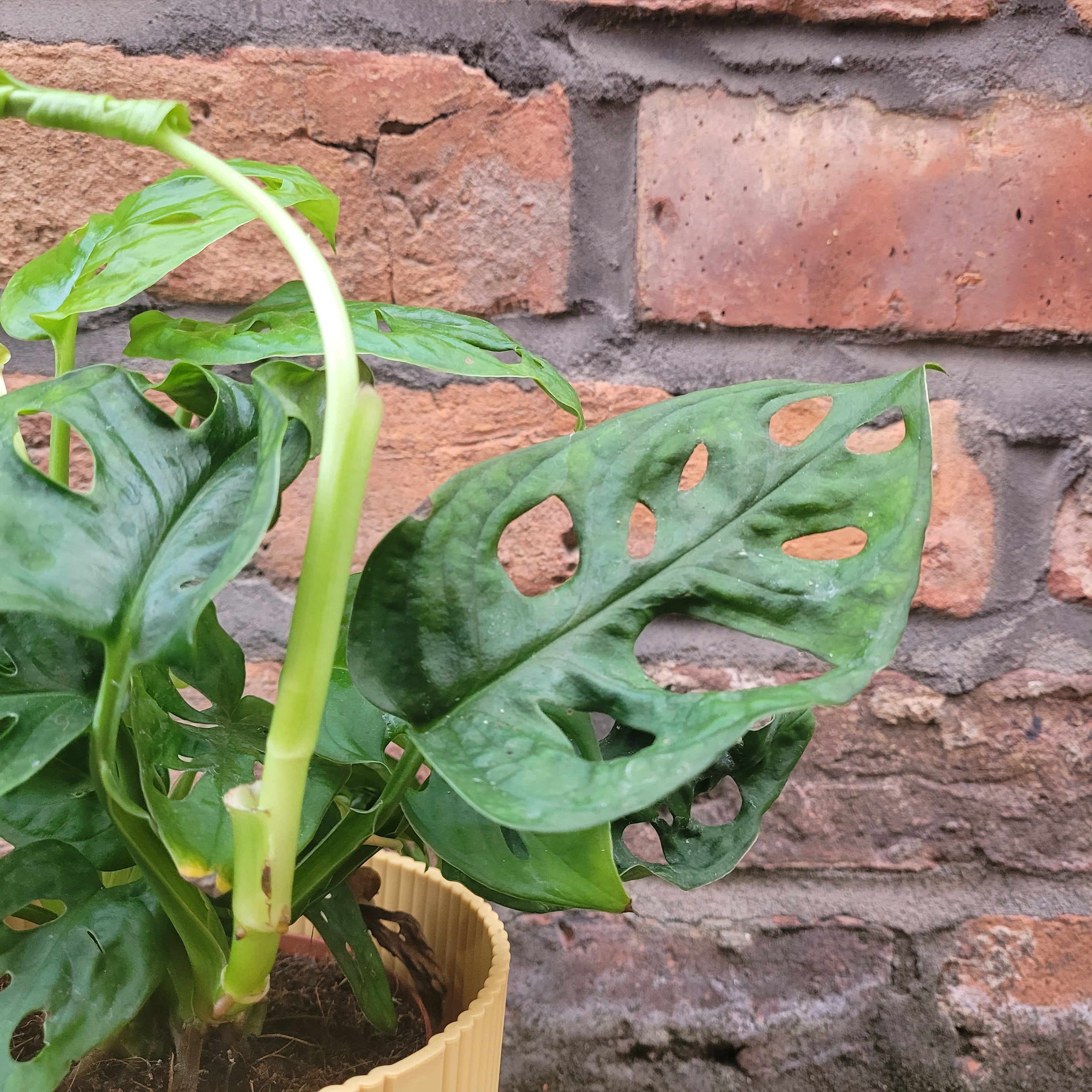 Monstera Adansonii