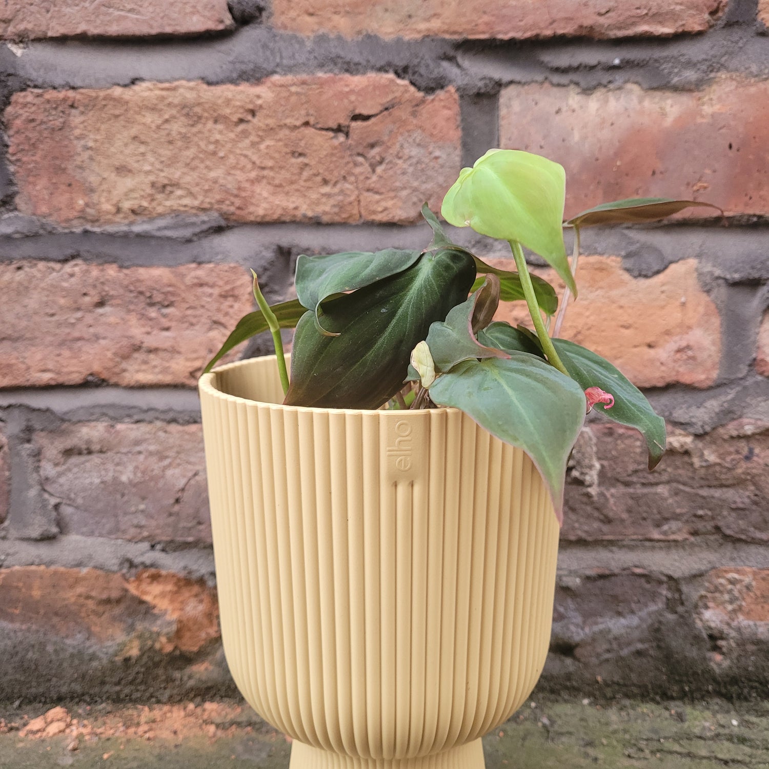 Philodendron Scandens Micans