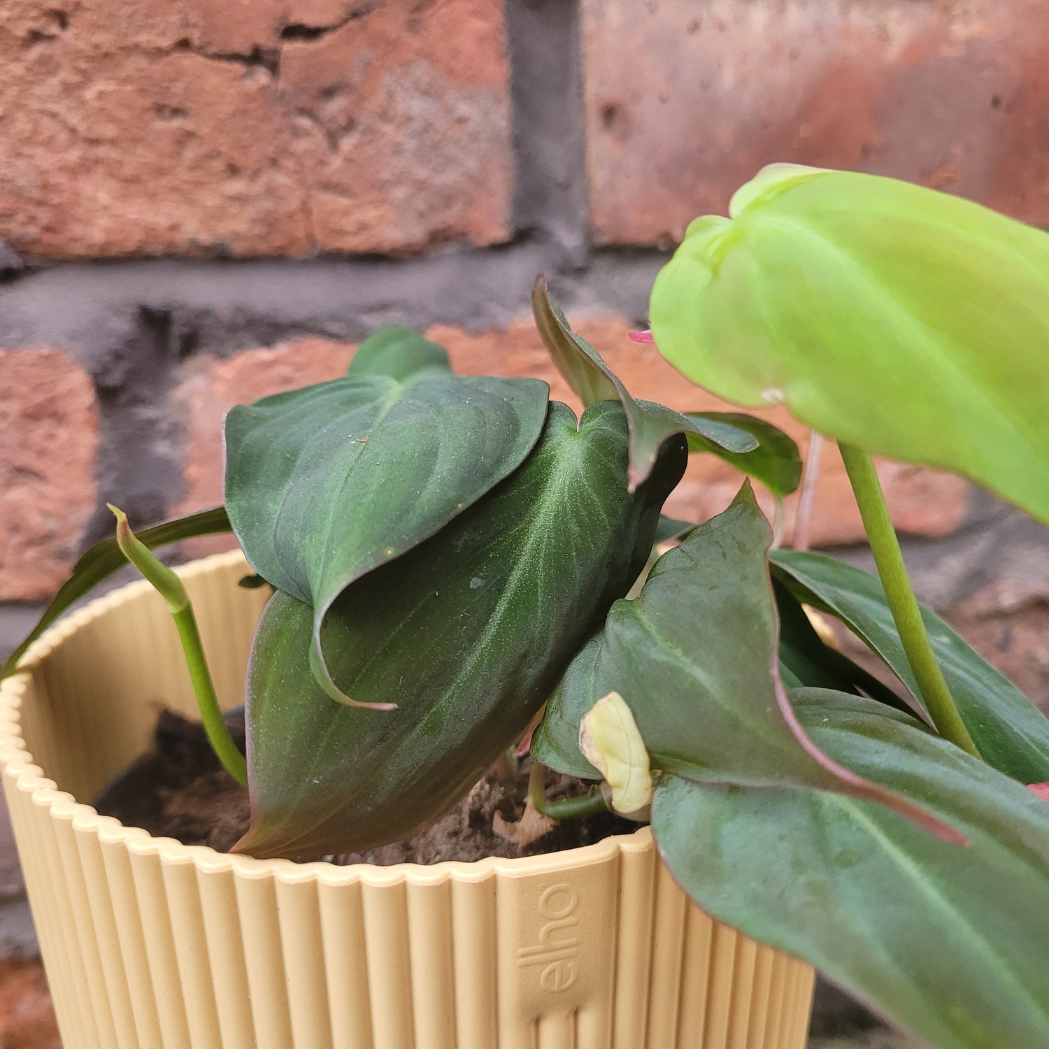 Philodendron Scandens Micans