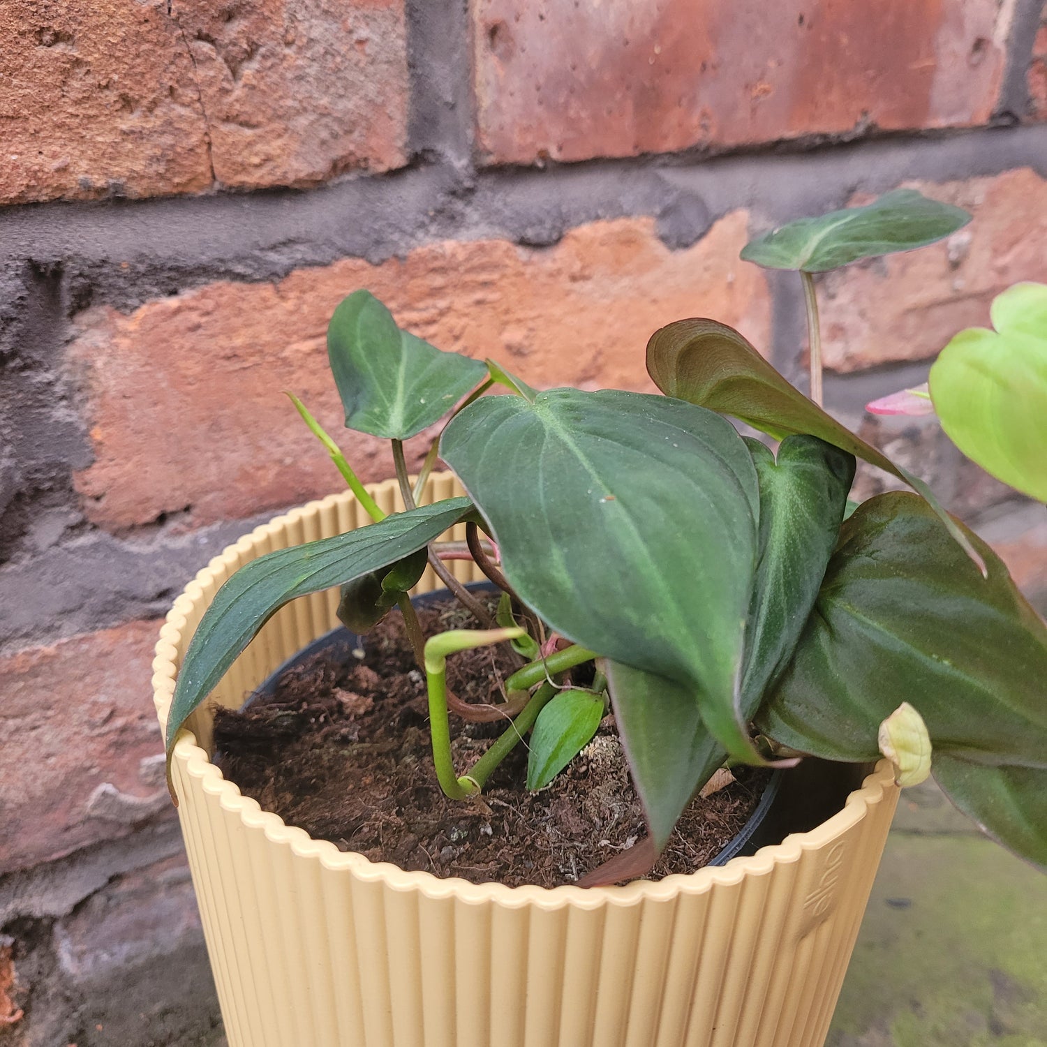 Philodendron Scandens Micans