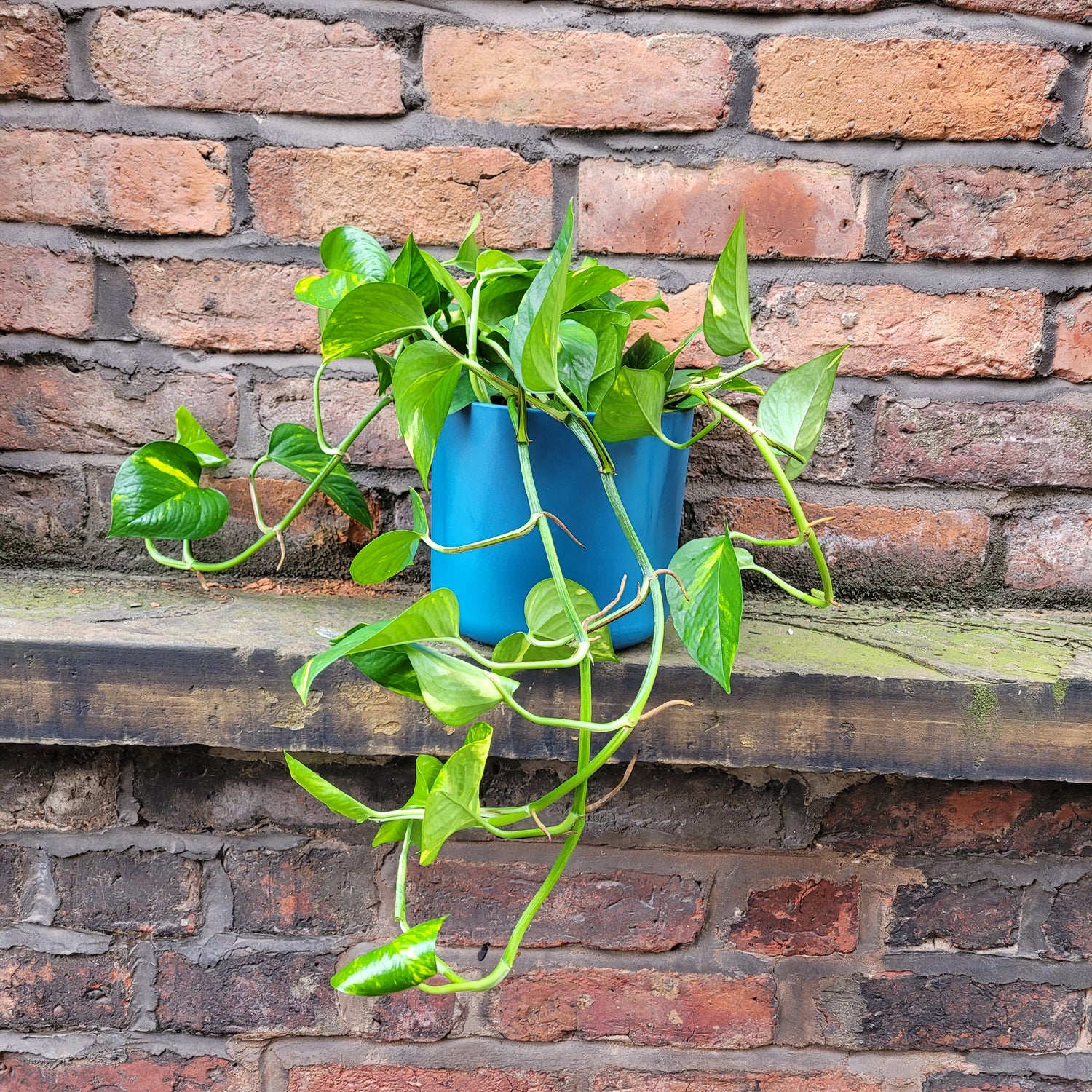 Epipremnum Devils Ivy