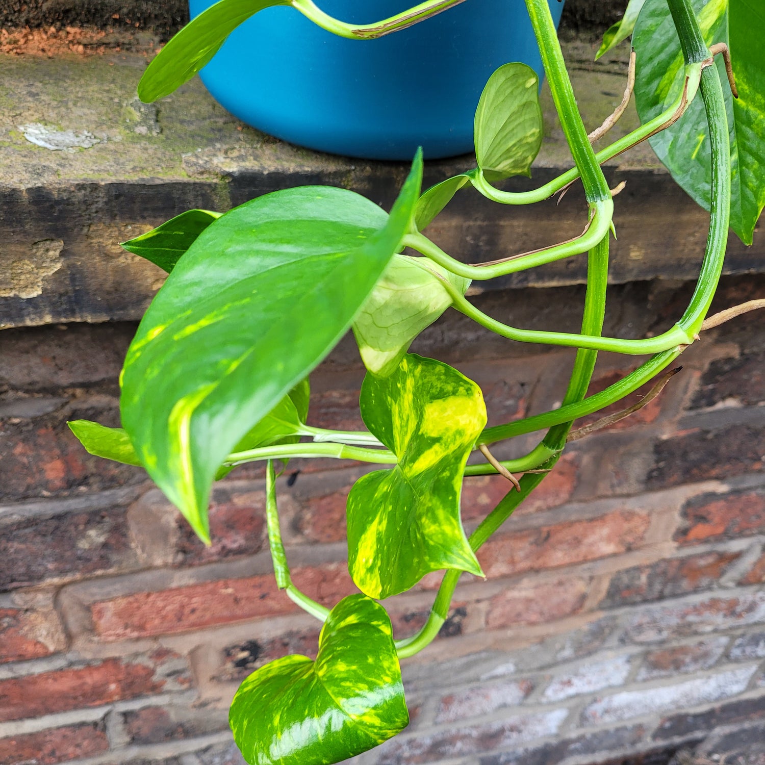 Epipremnum Devils Ivy