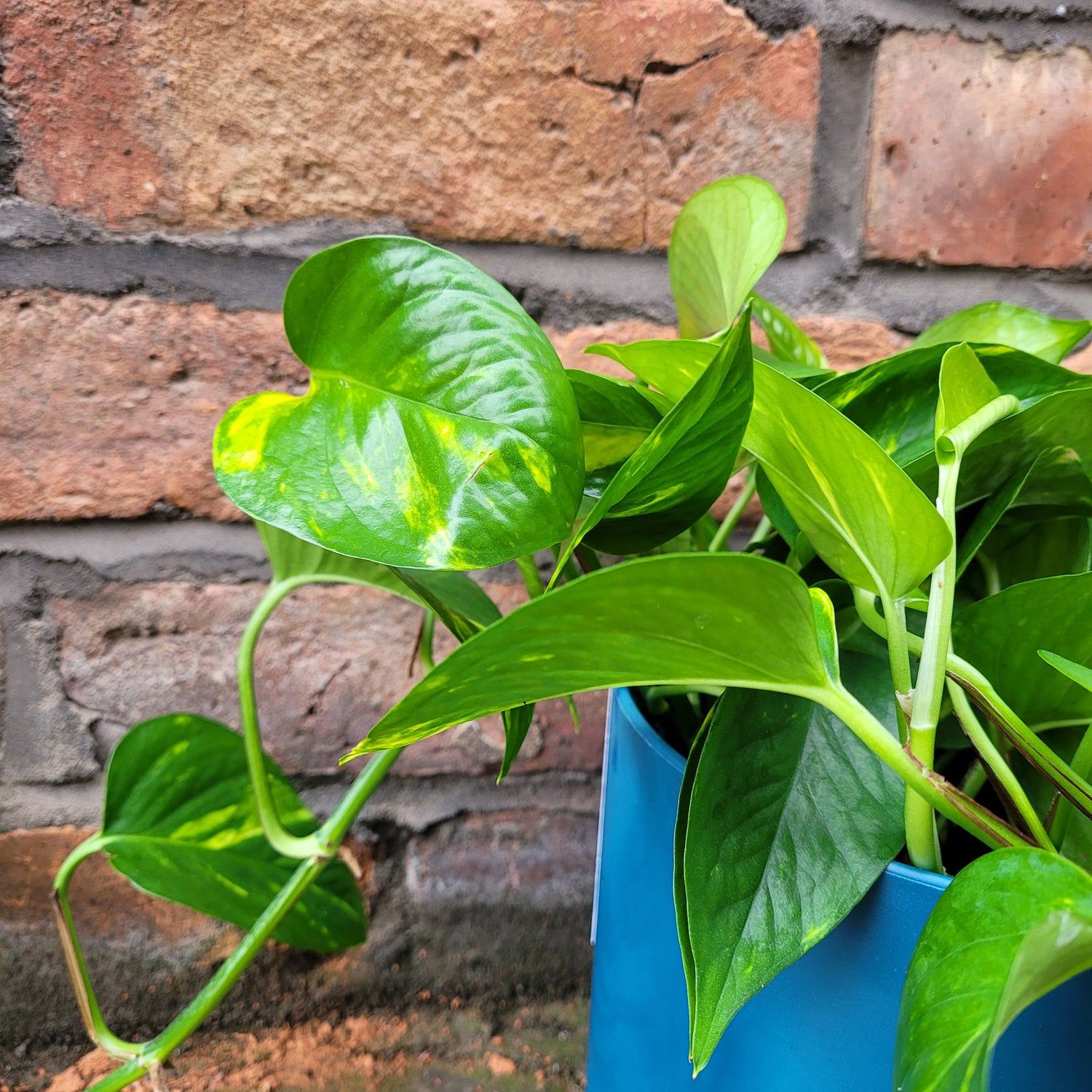 Epipremnum Devils Ivy