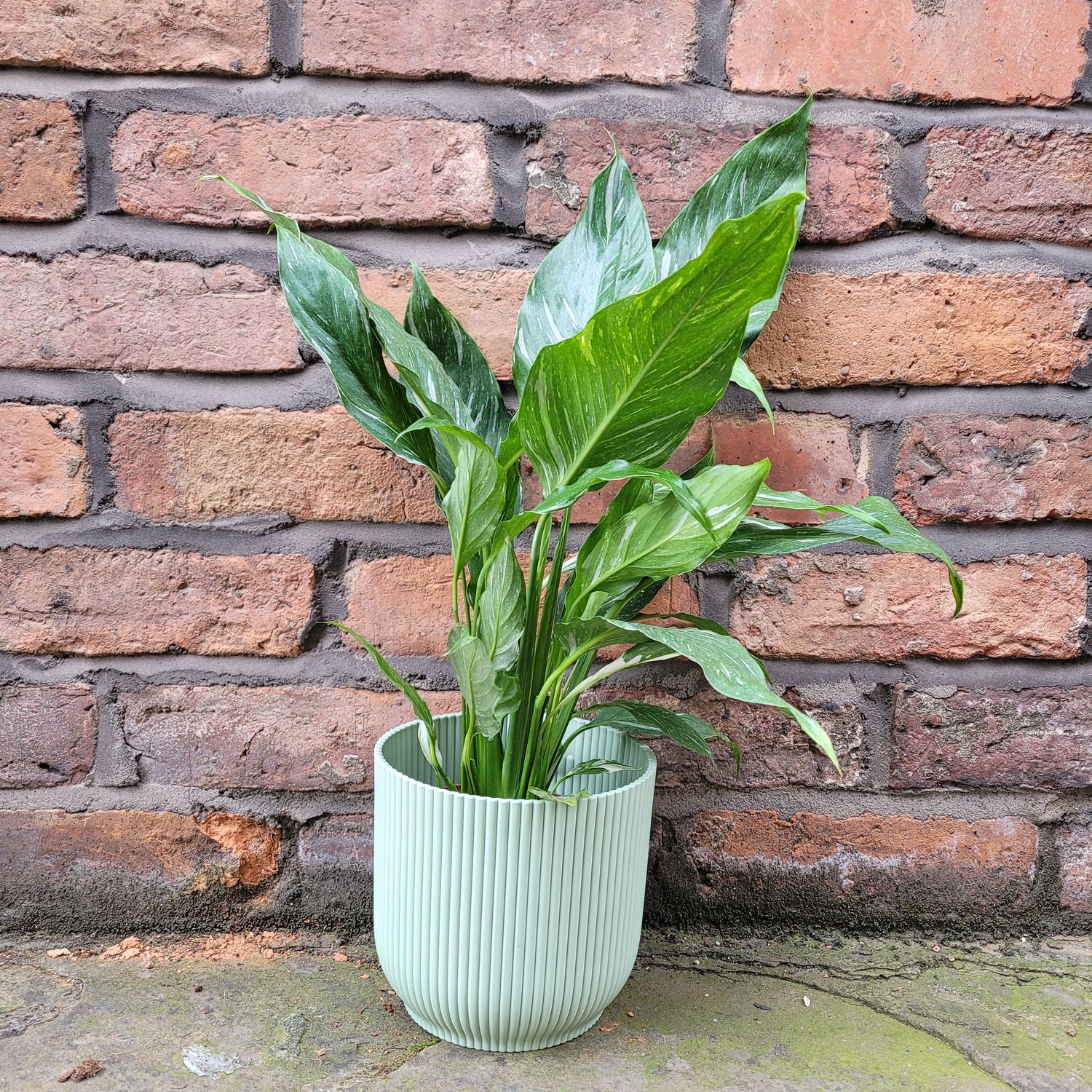 Variegated Peace Lilly