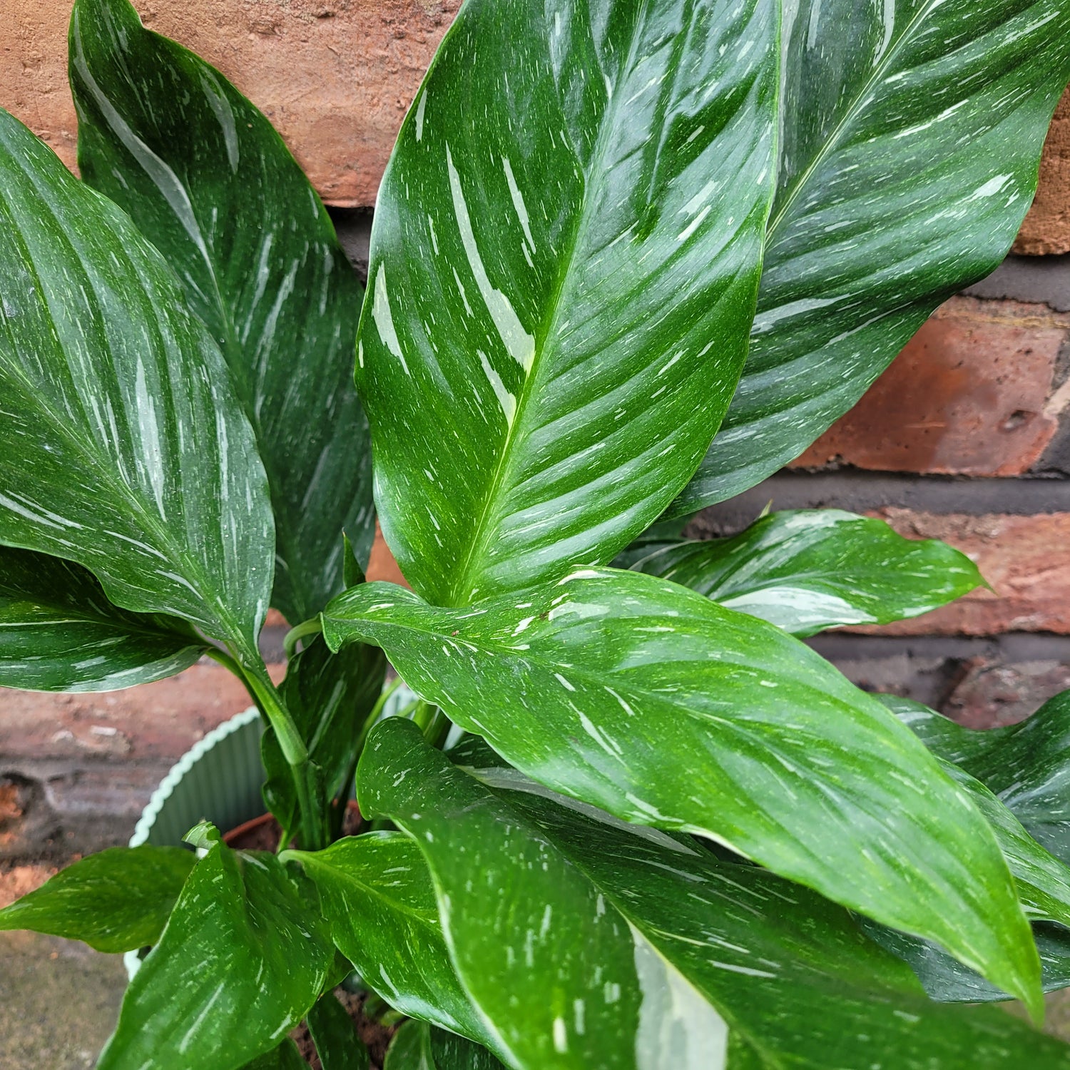 Variegated Peace Lilly