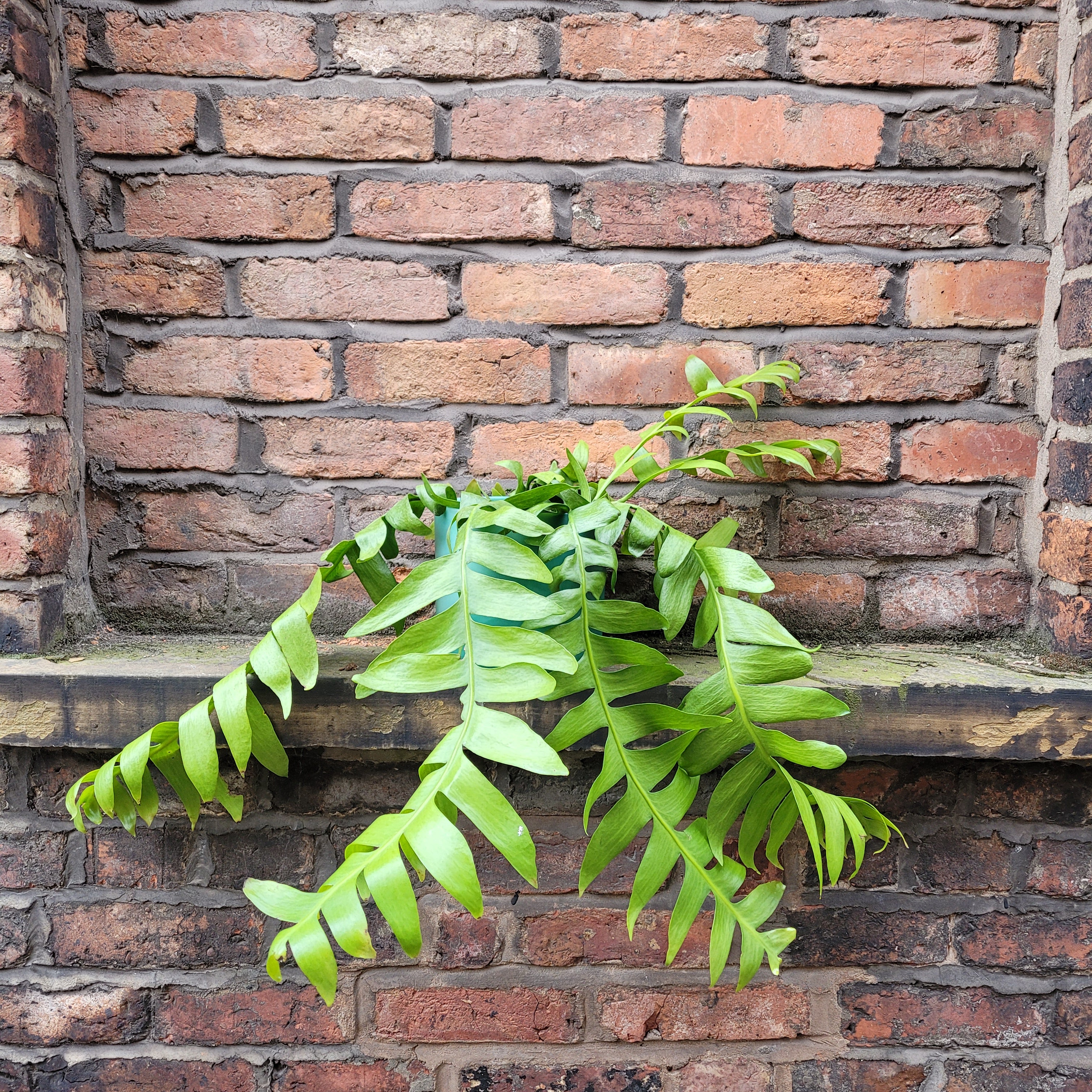 Epiphyllum Chrysocardium