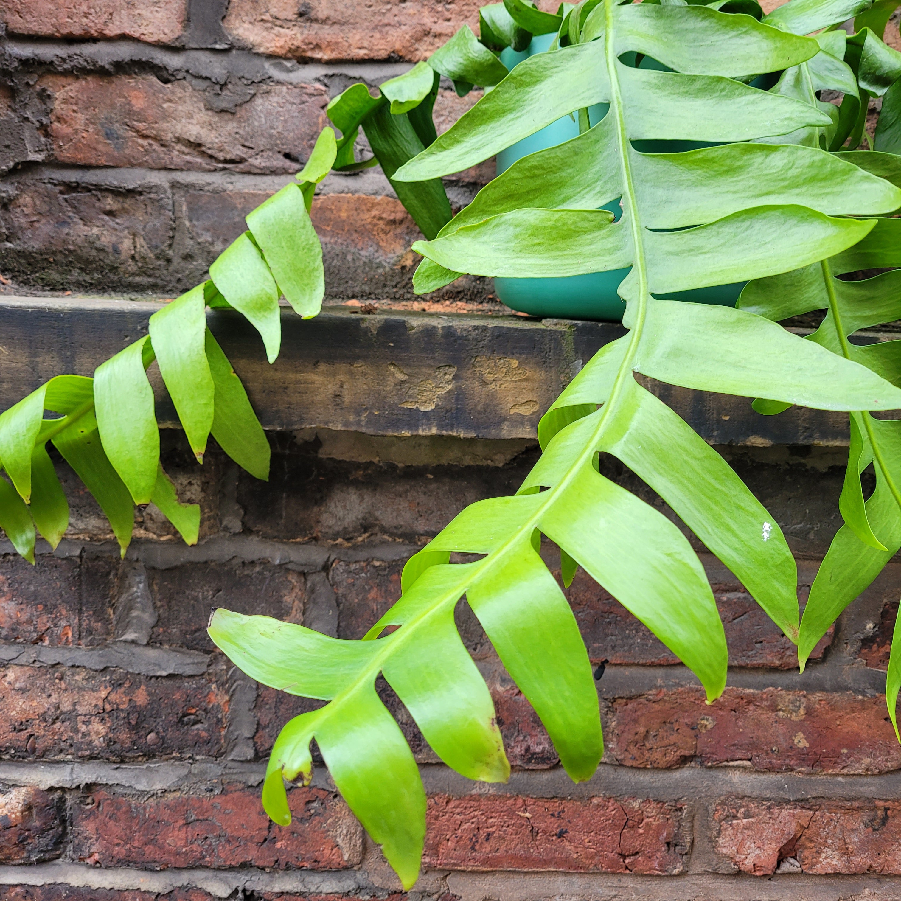 Epiphyllum Chrysocardium