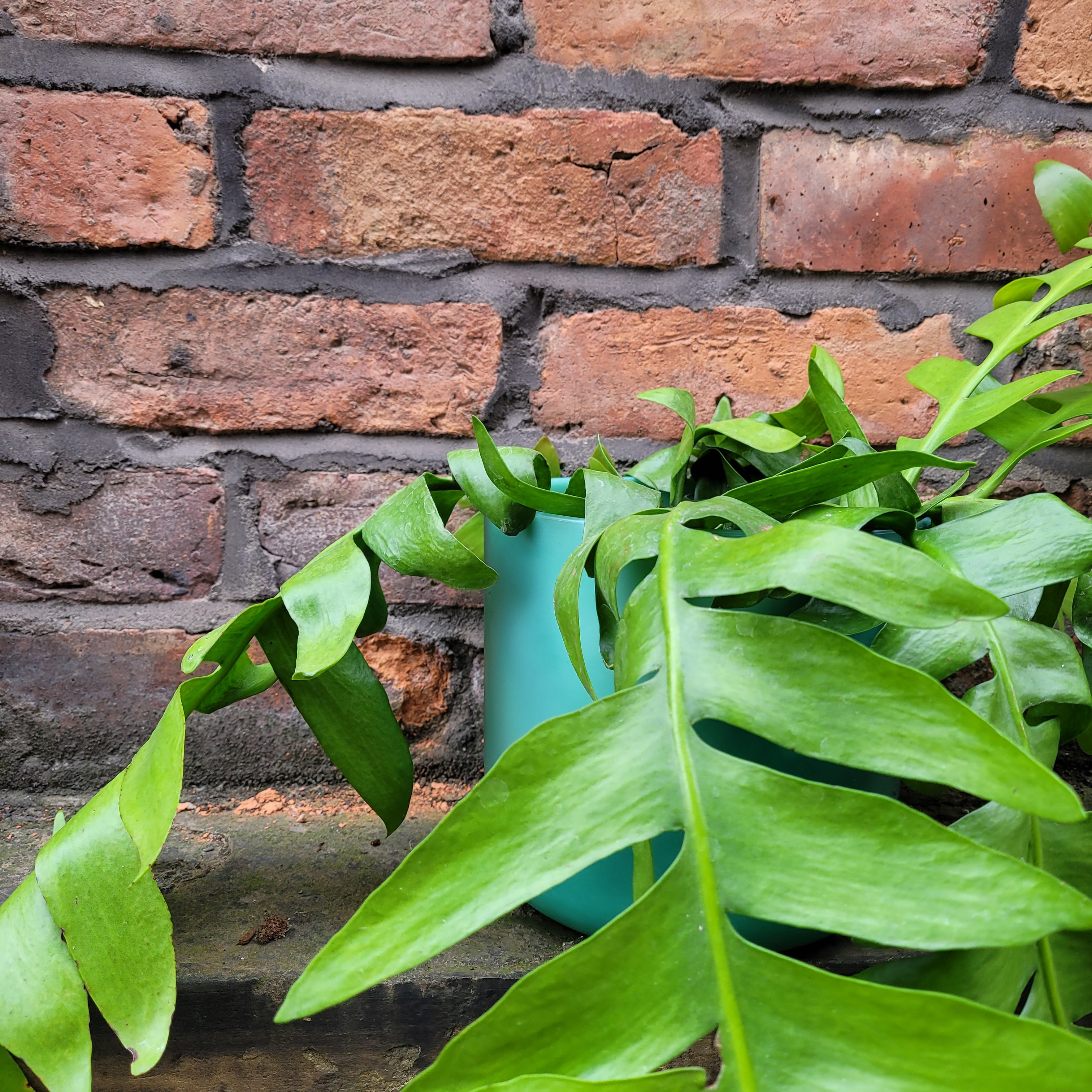 Epiphyllum Chrysocardium