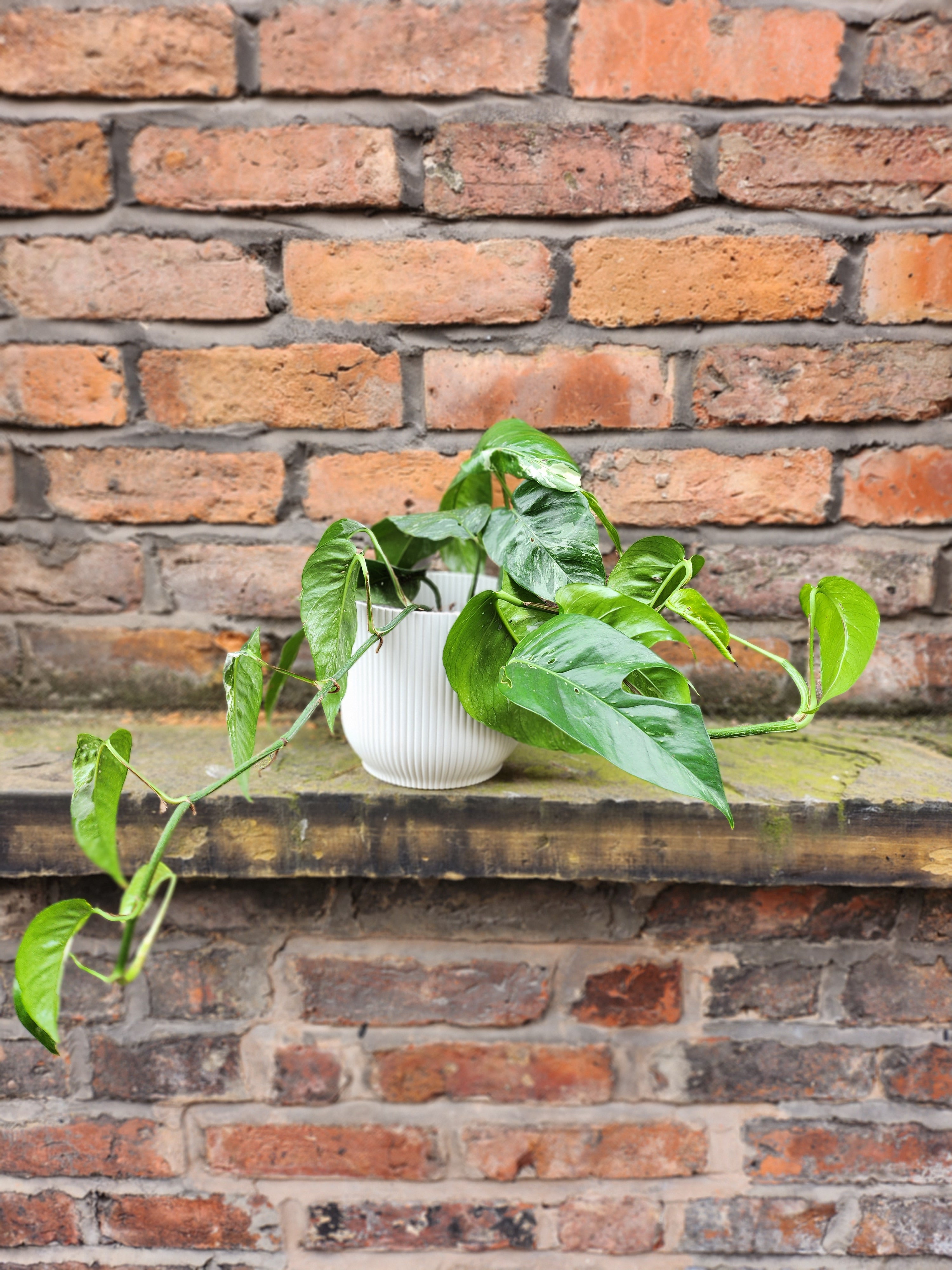 Epipremnum Albo Variegata