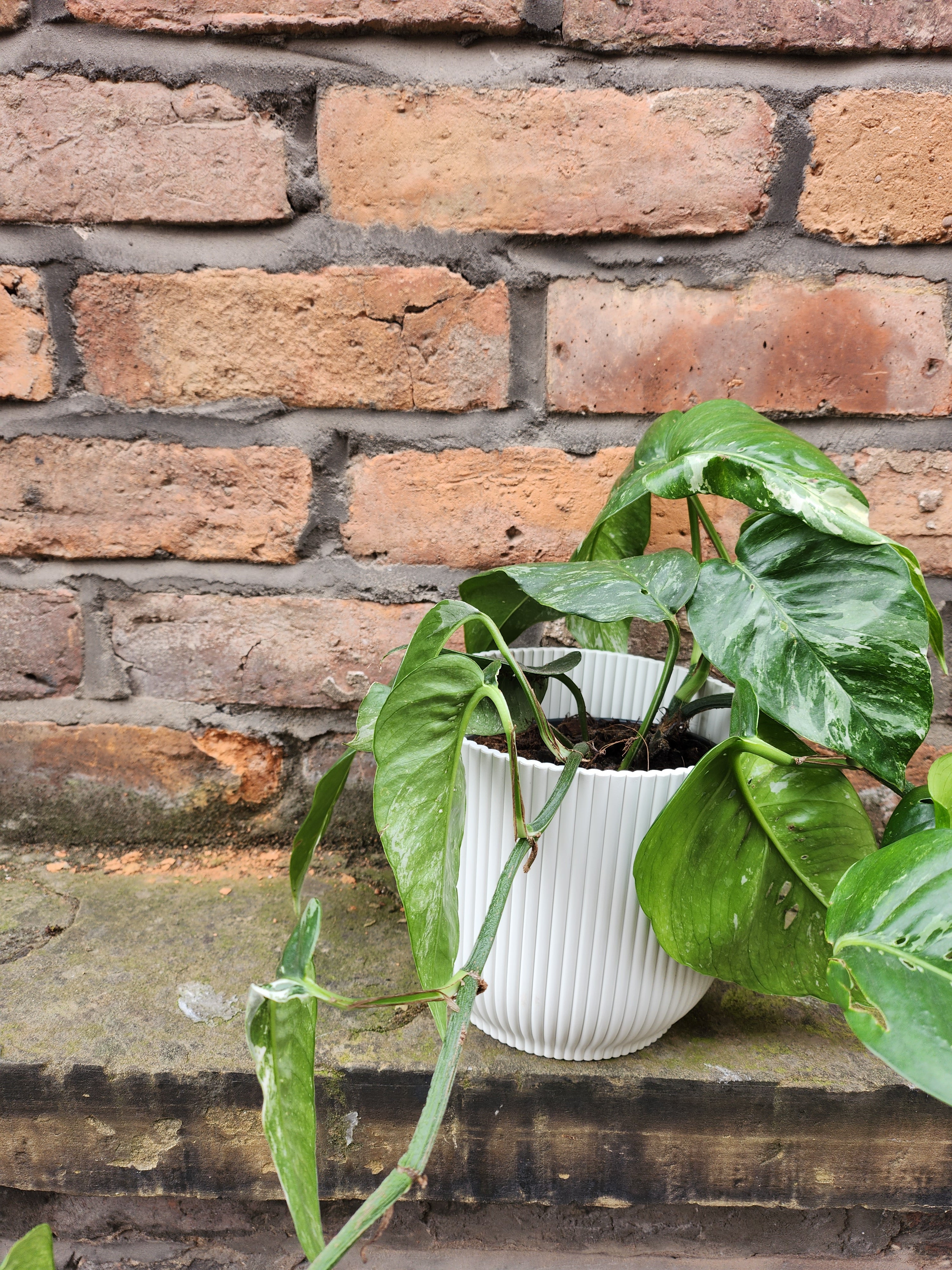 Epipremnum Albo Variegata