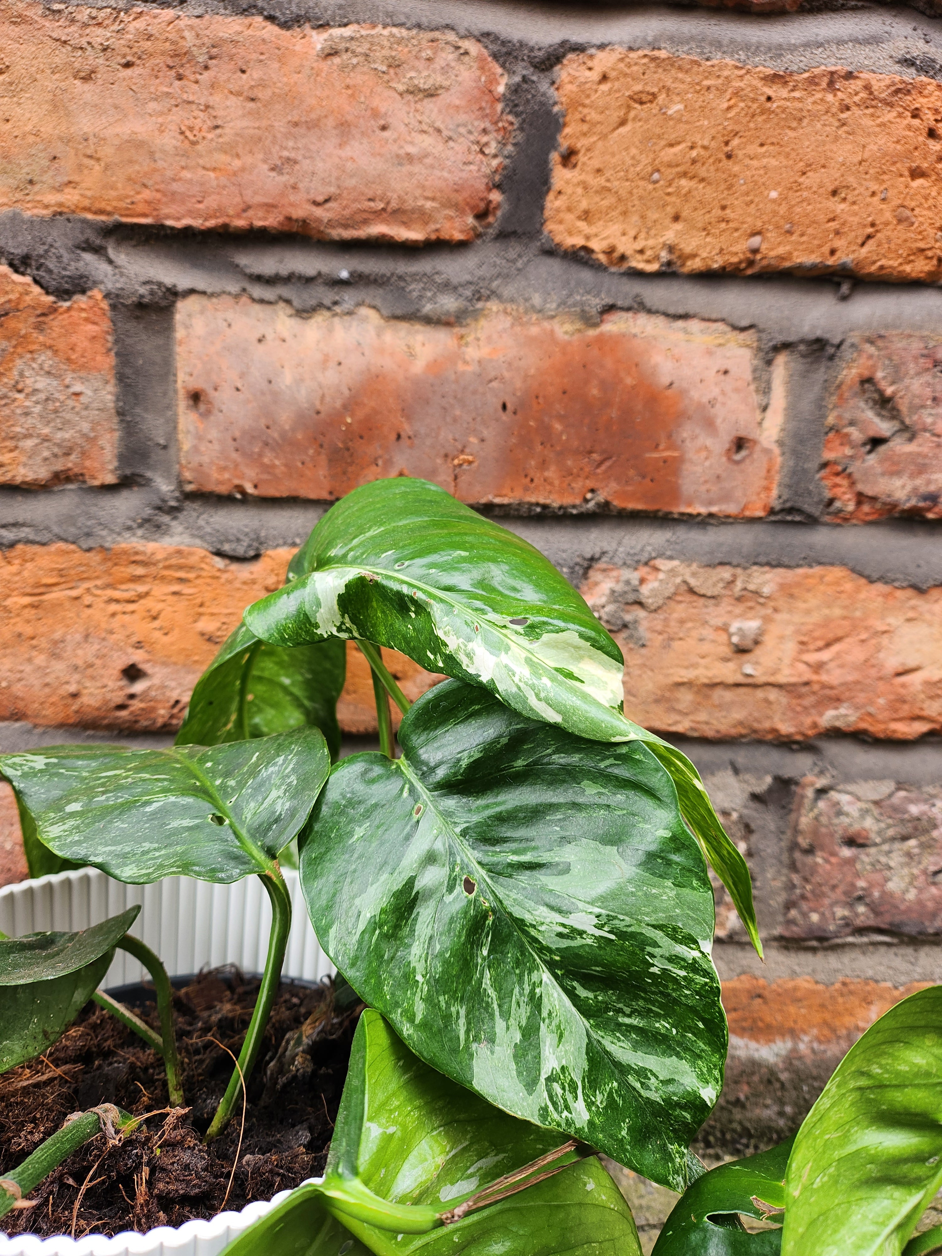 Epipremnum Albo Variegata