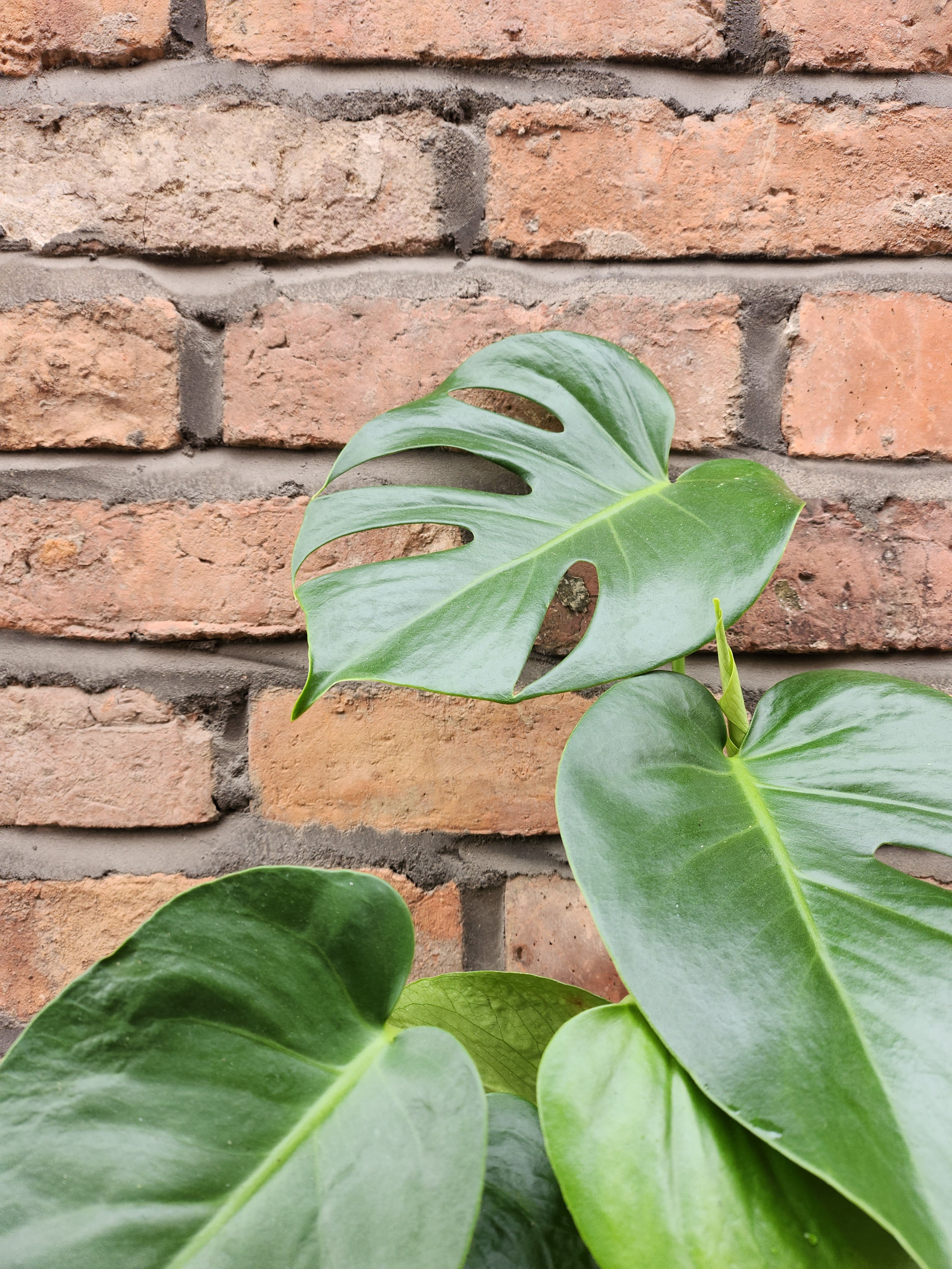 Monstera Deliciosa