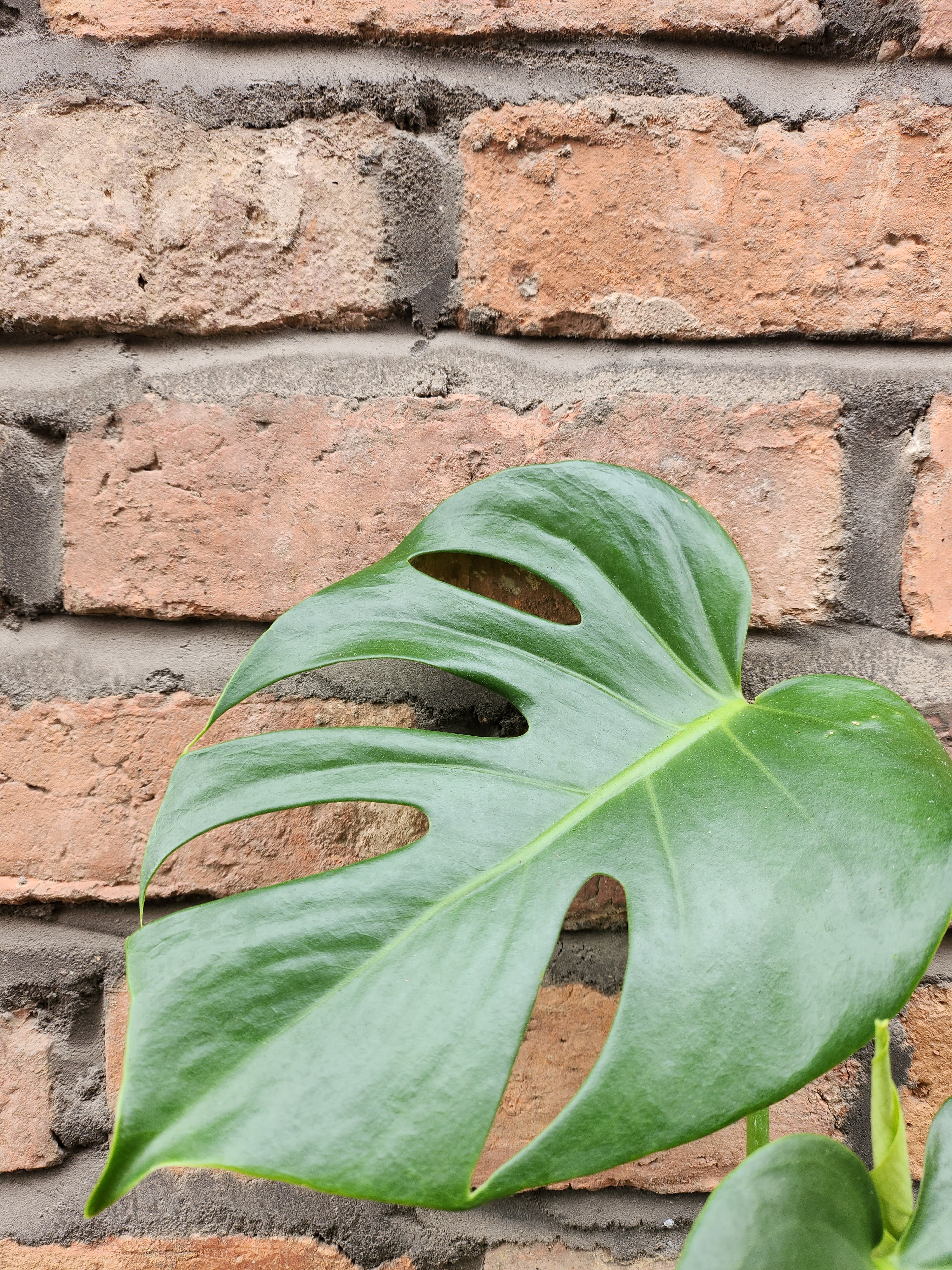 Monstera Deliciosa
