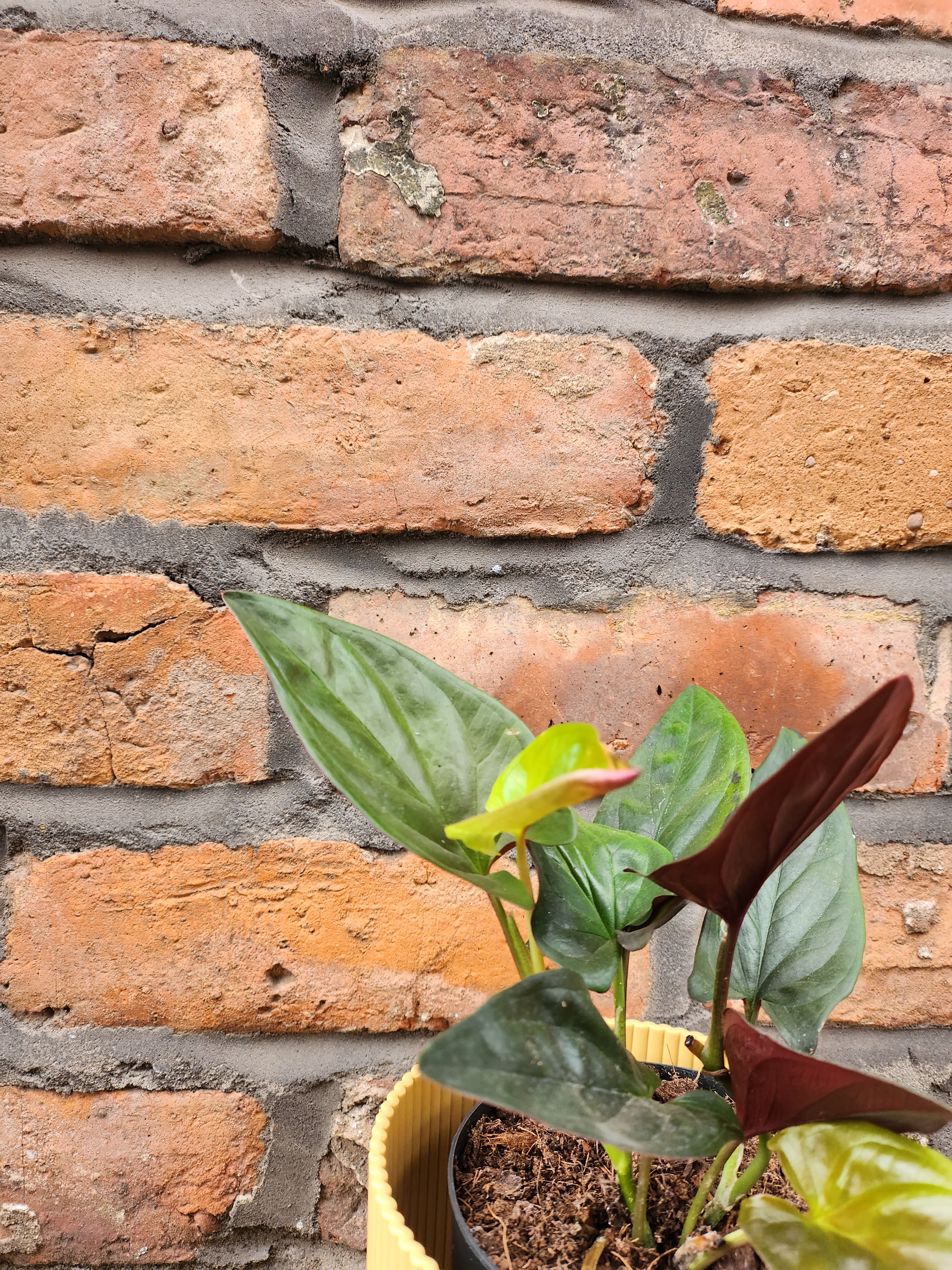 Syngonium Red Arrow