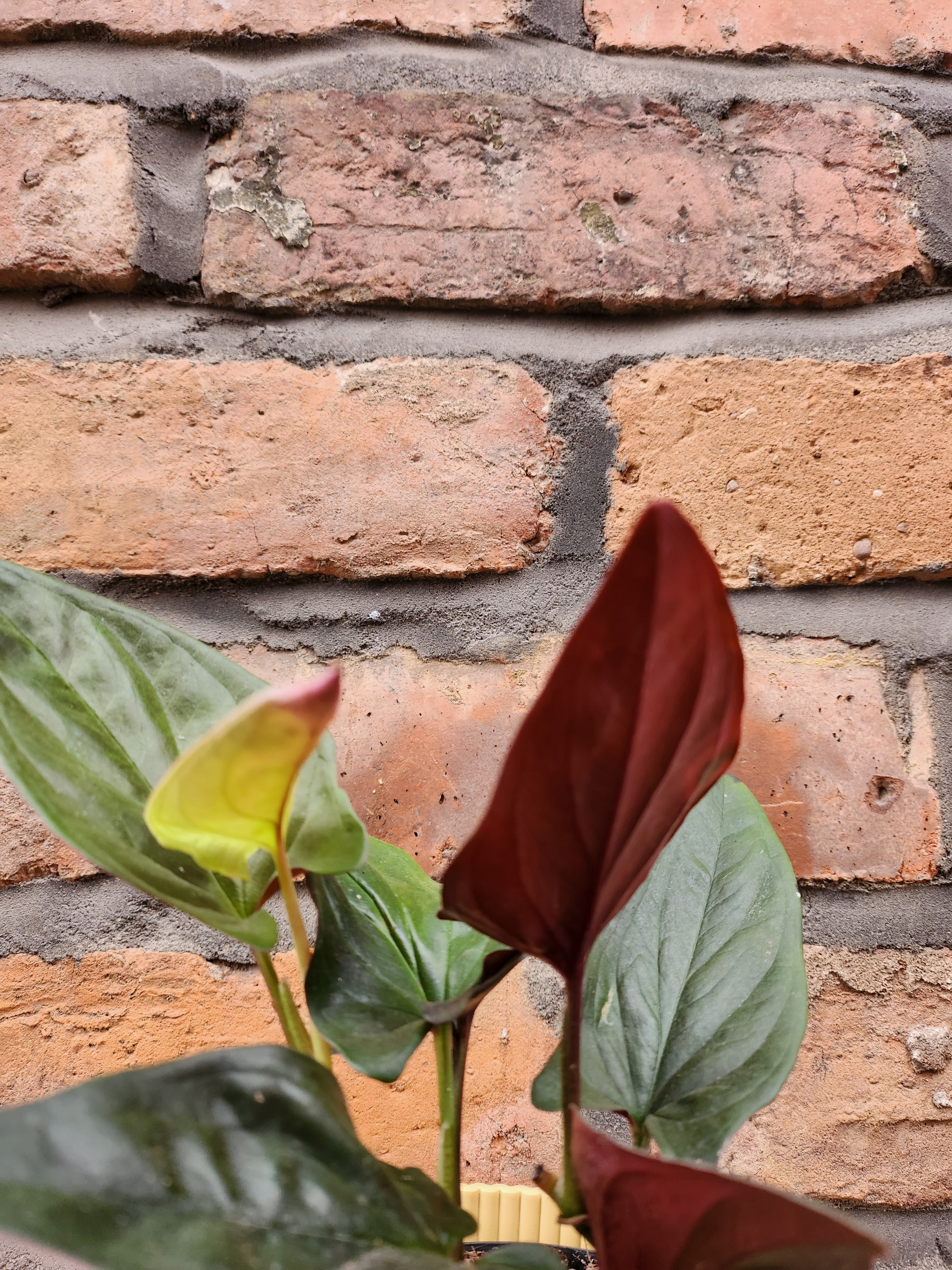 Syngonium Red Arrow