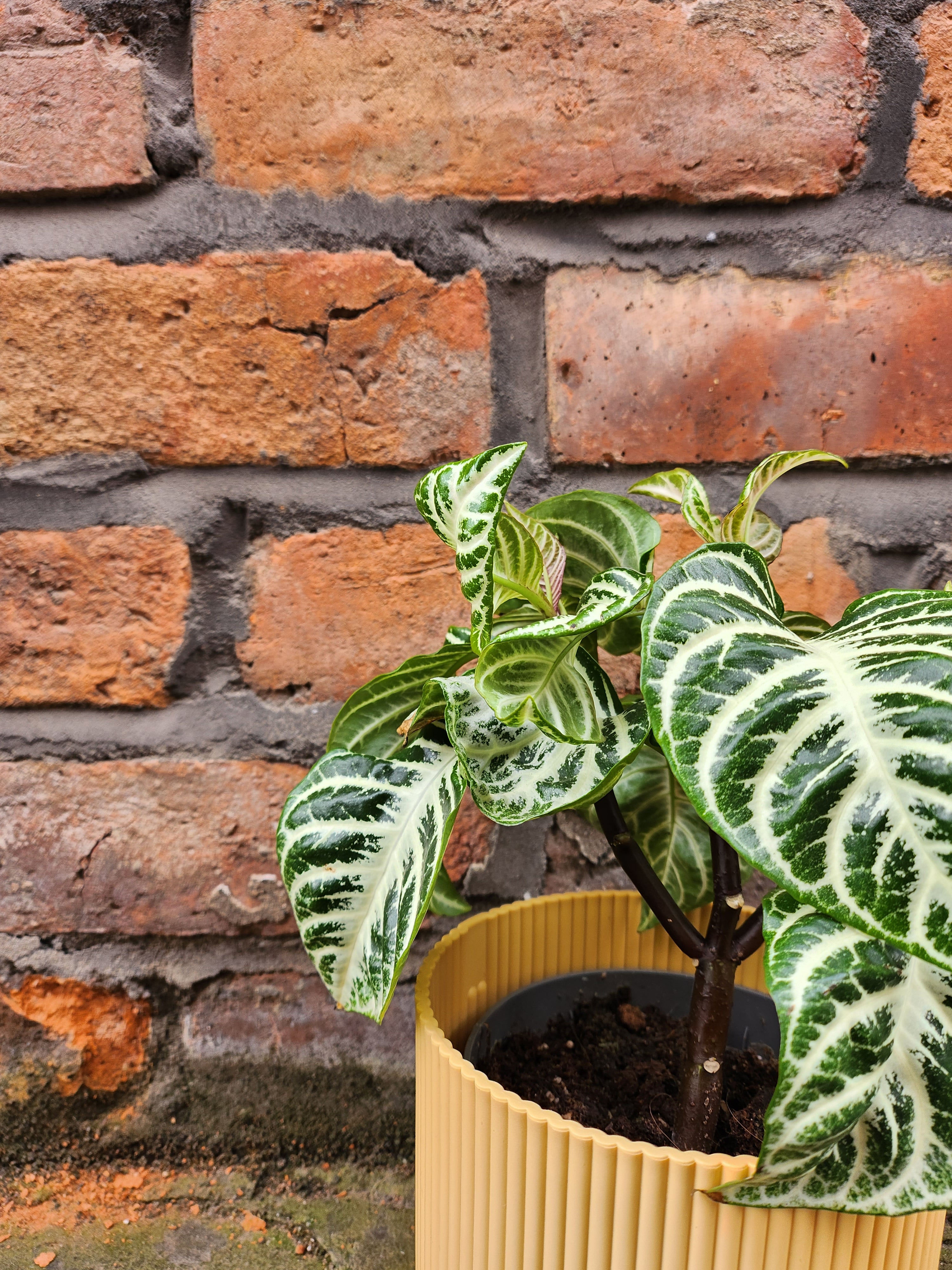 Aphelandra Curly White