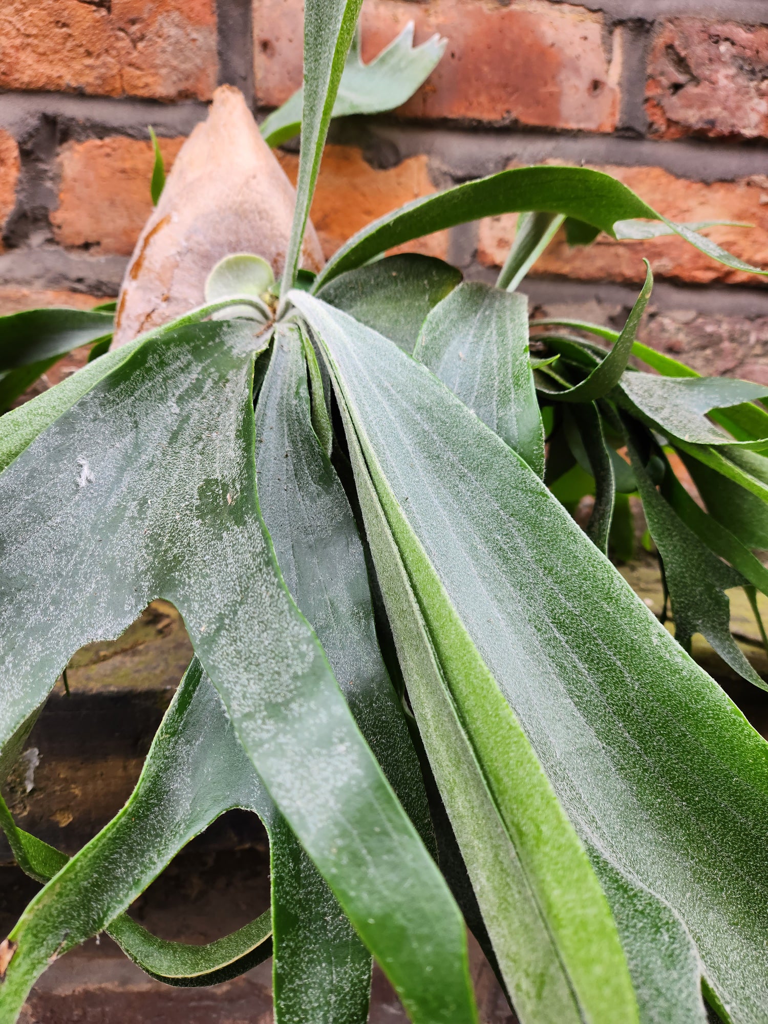 Staghorn Fern