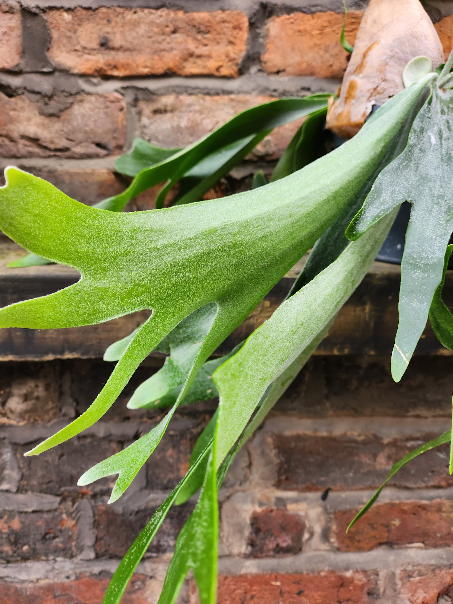 Staghorn Fern