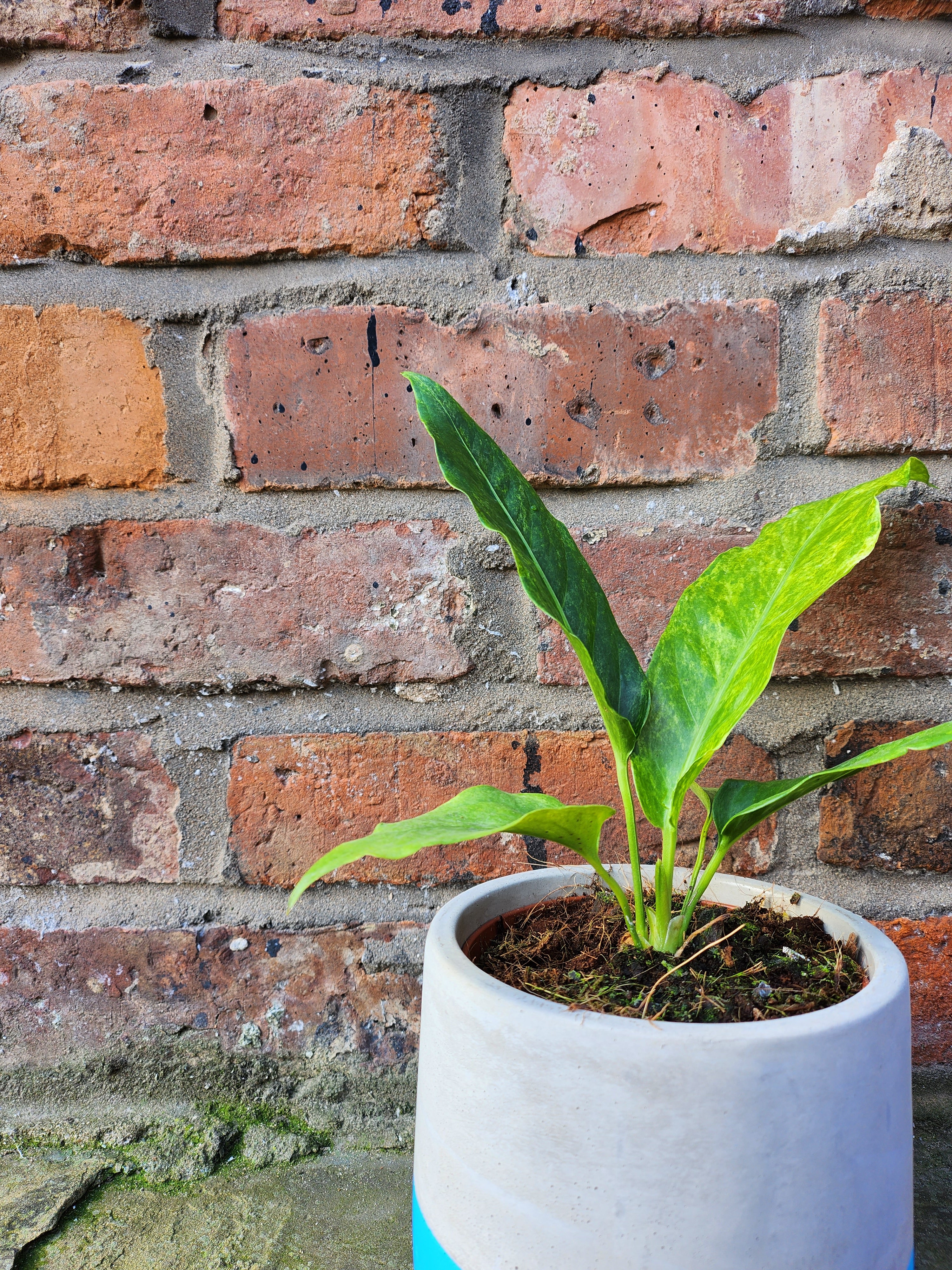 Anthurium Hookeri