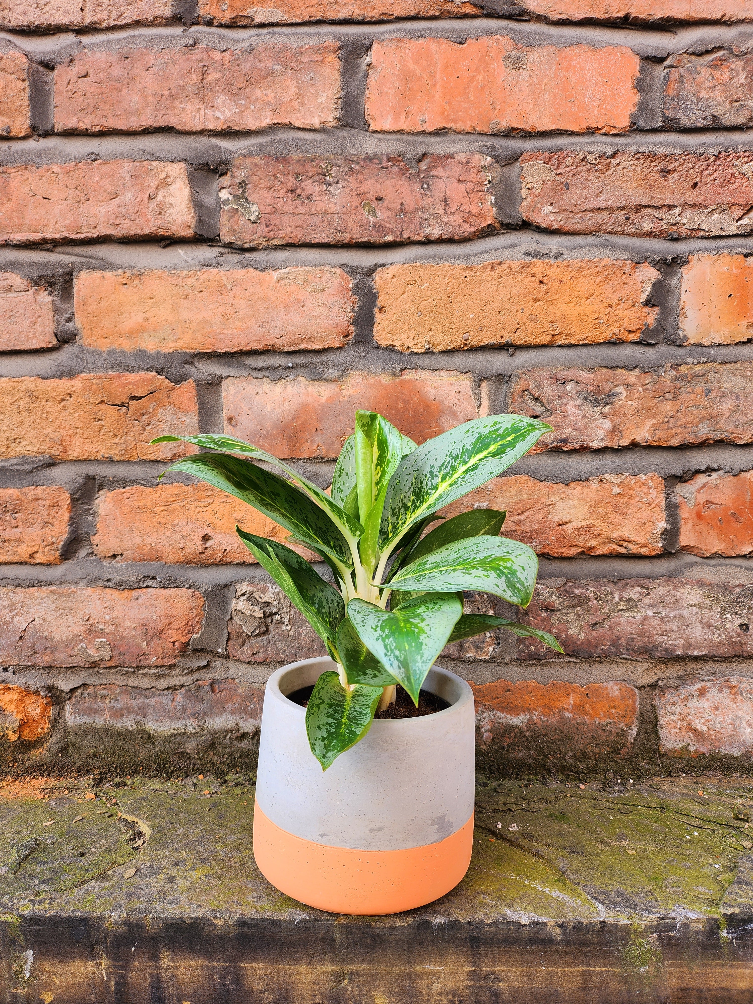 Aglaonema Lemon Mint