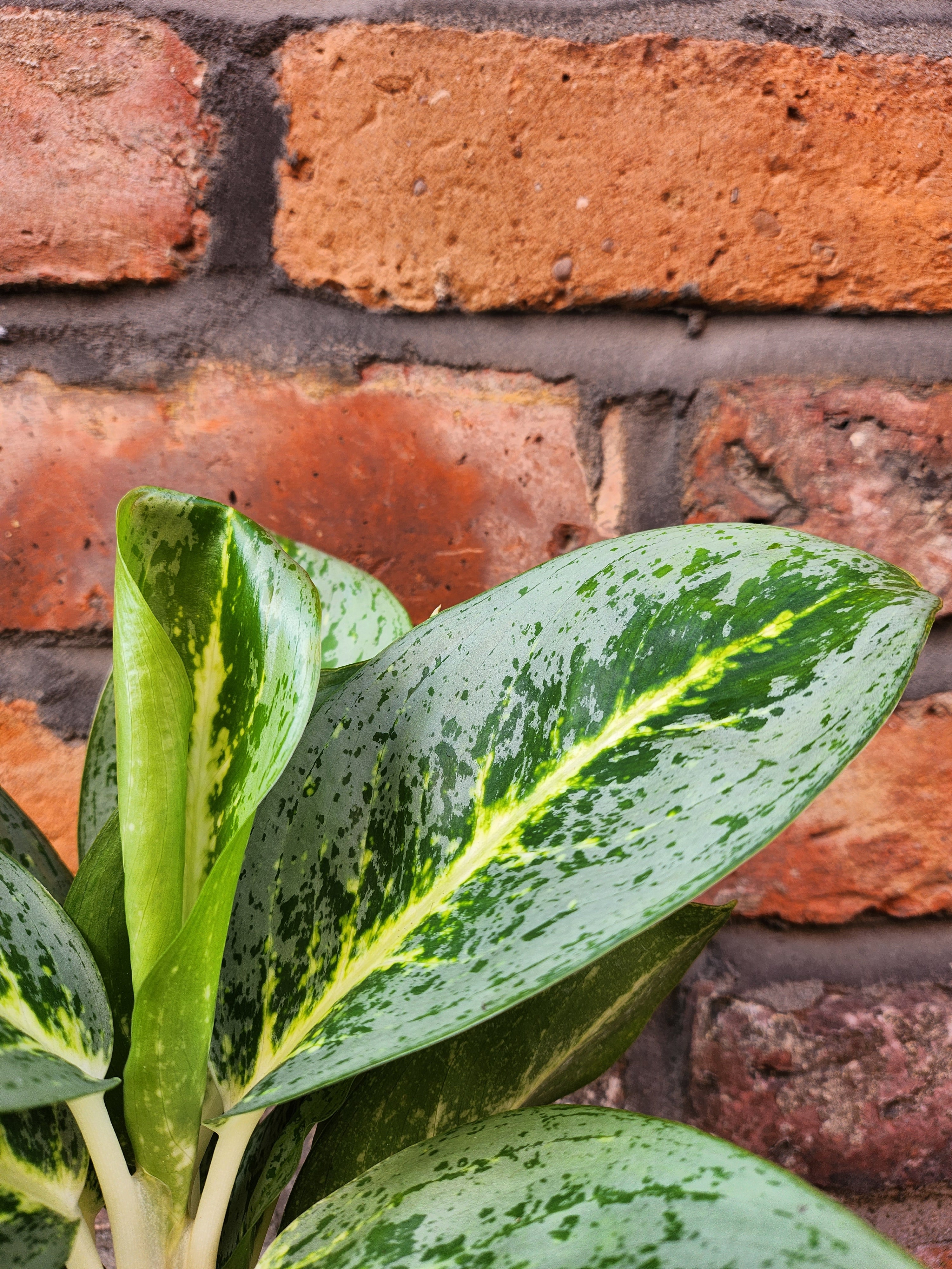 Aglaonema Lemon Mint