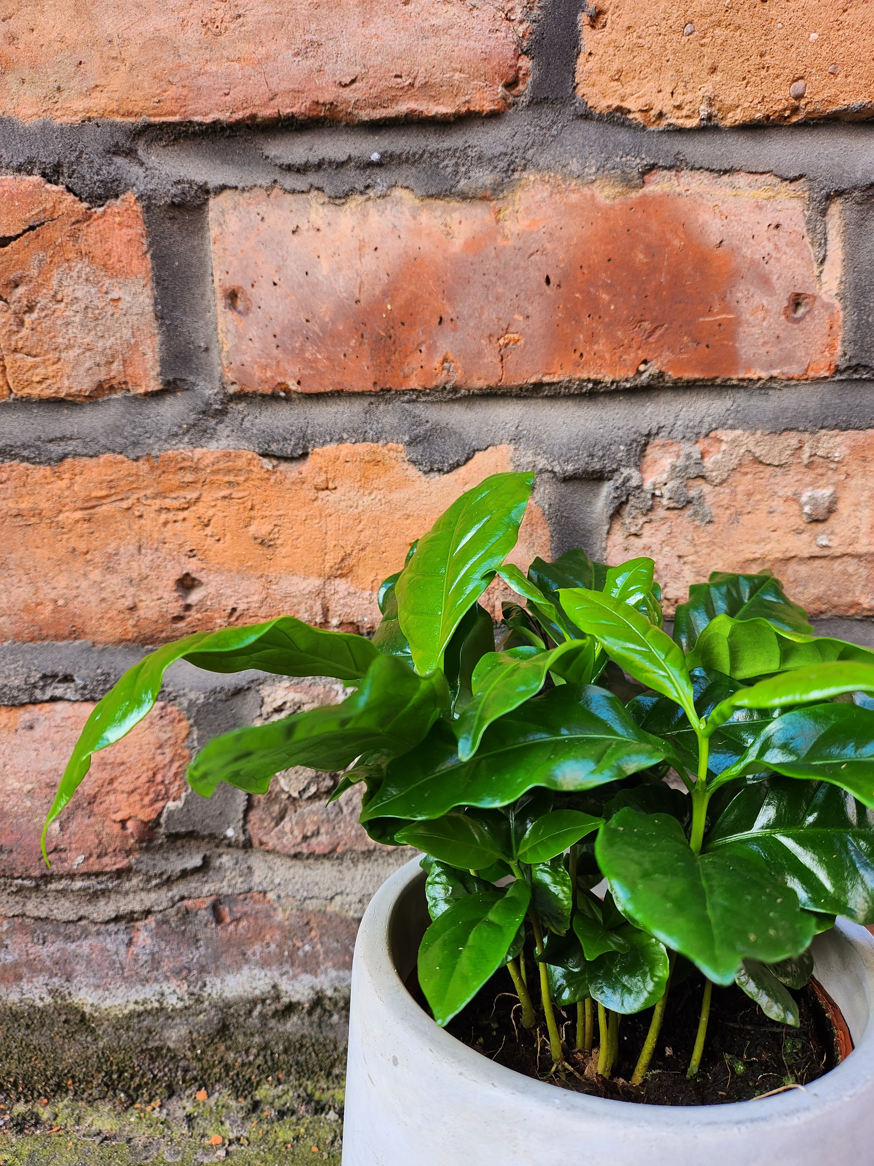 Coffee Plant