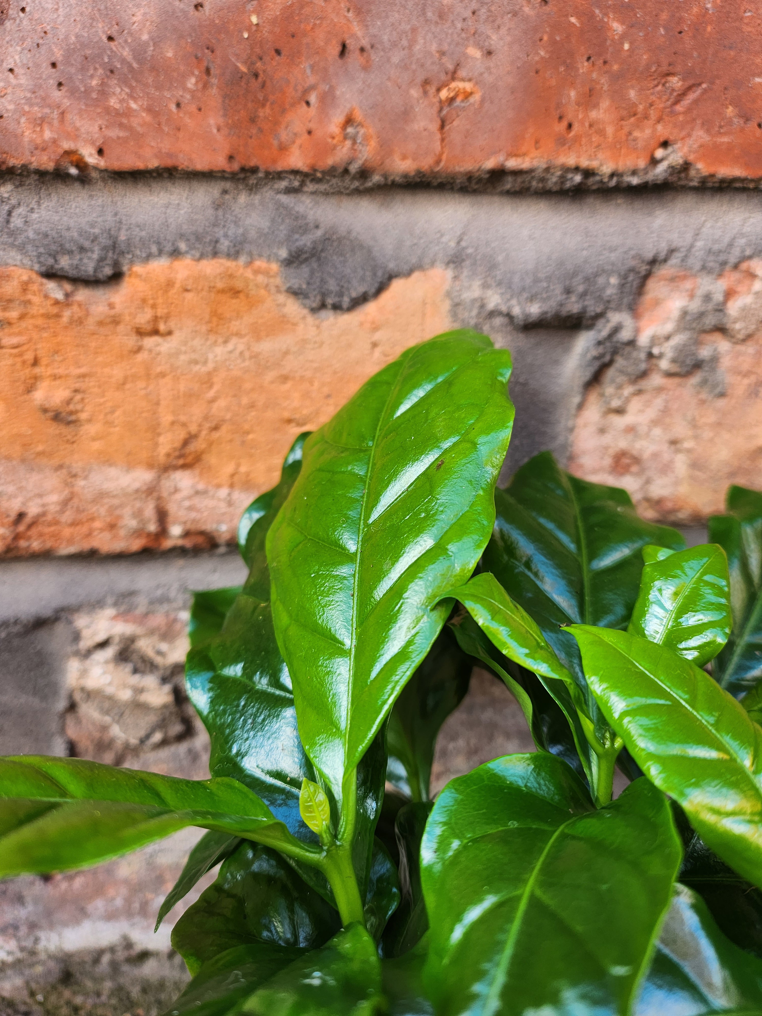 Coffee Plant