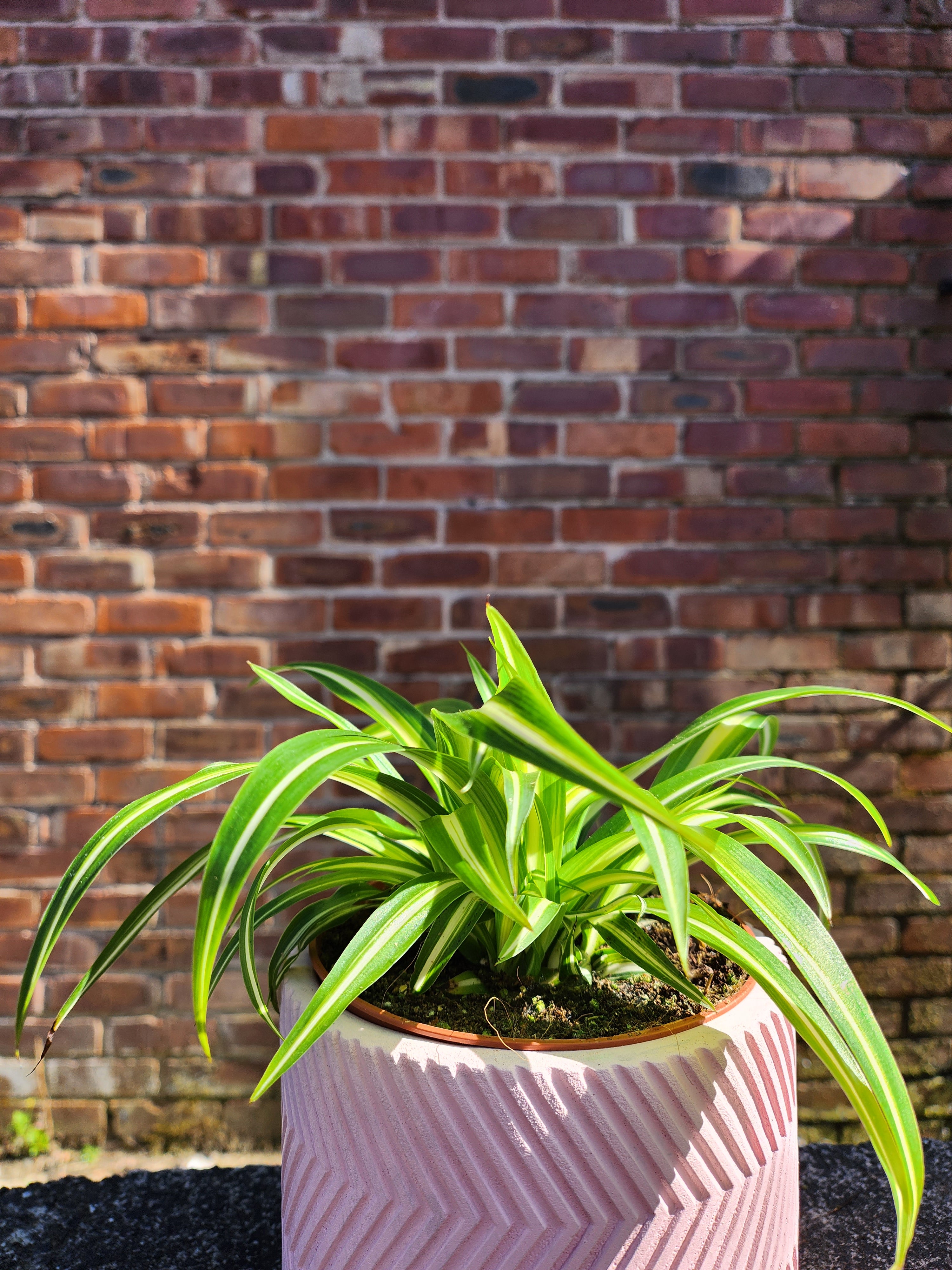 Chlorophytum Com Variegatum