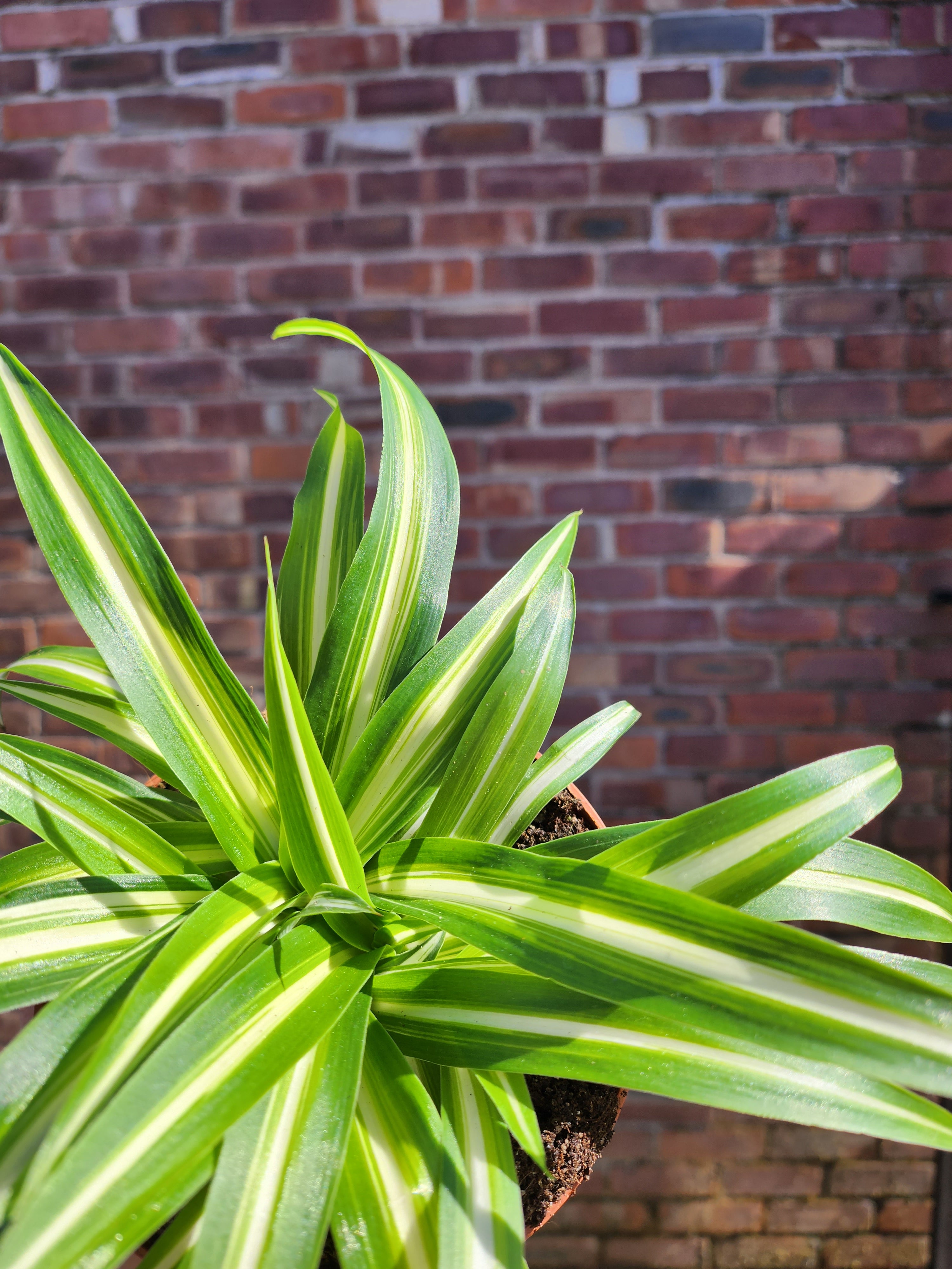 Chlorophytum Com Variegatum