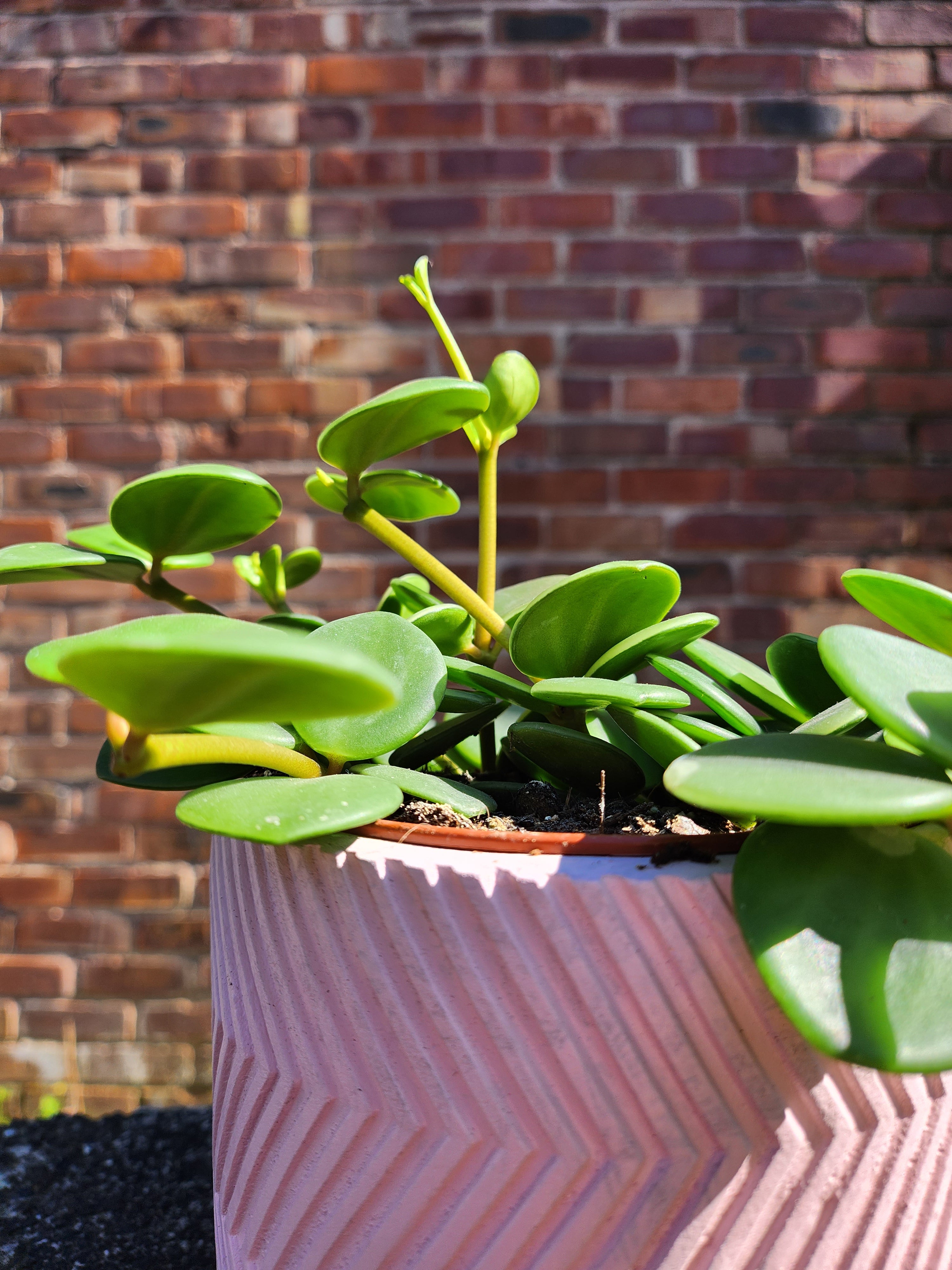 Peperomia Hope