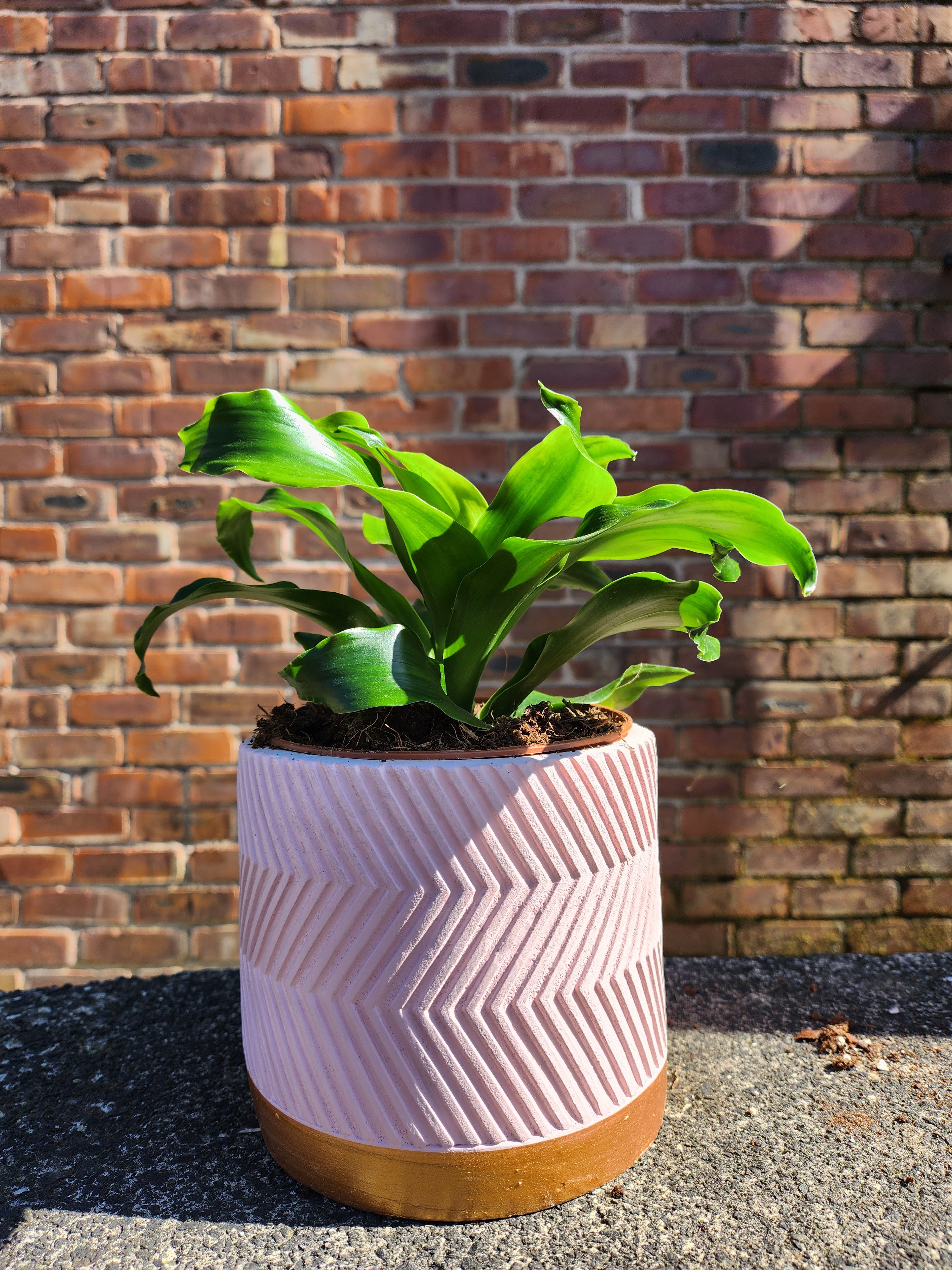 Dracaena Tornado
