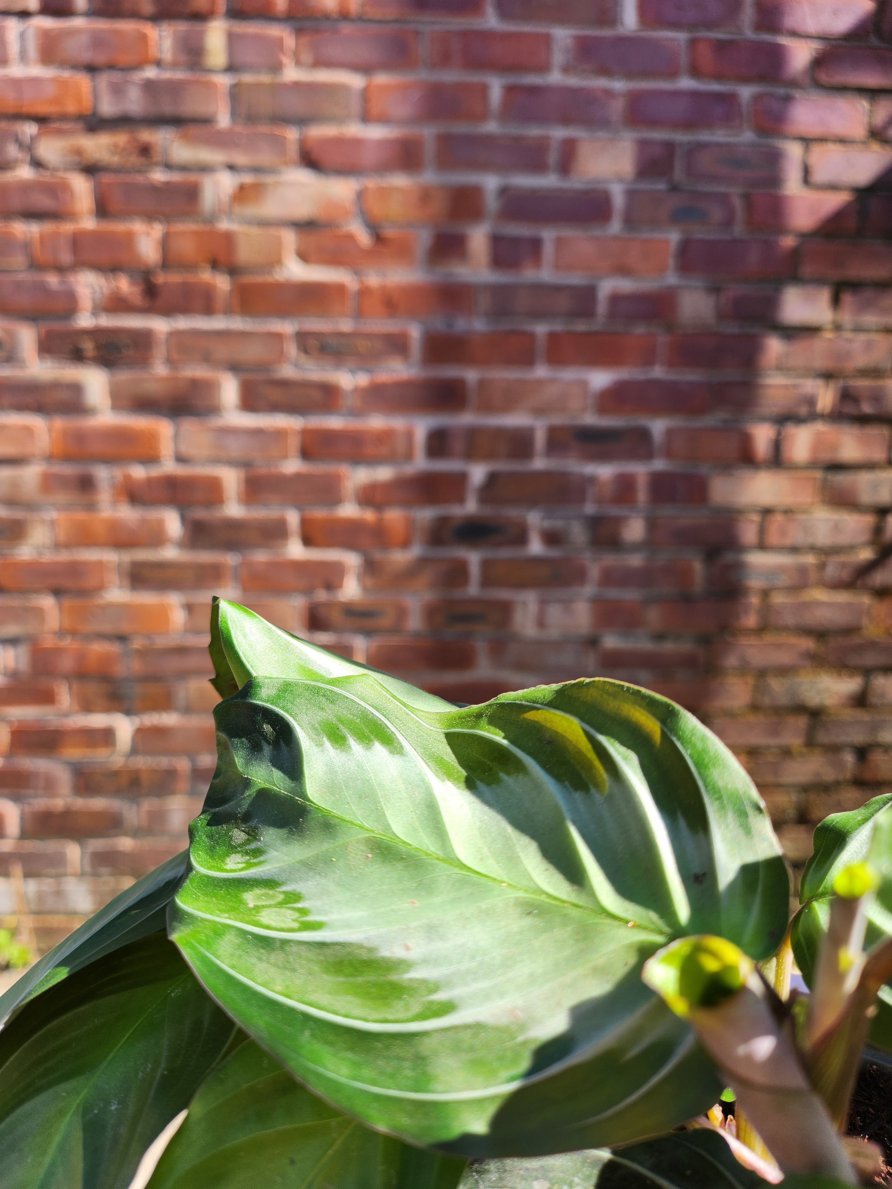 Maranta Silverband