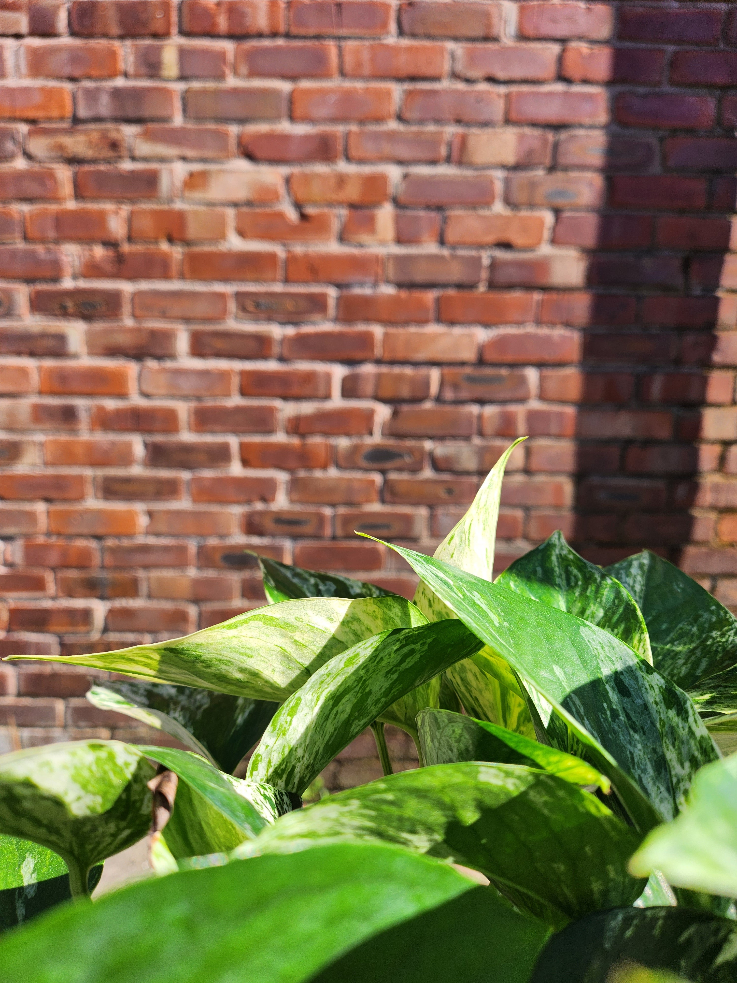 Epipremnum pinn. Marble Queen