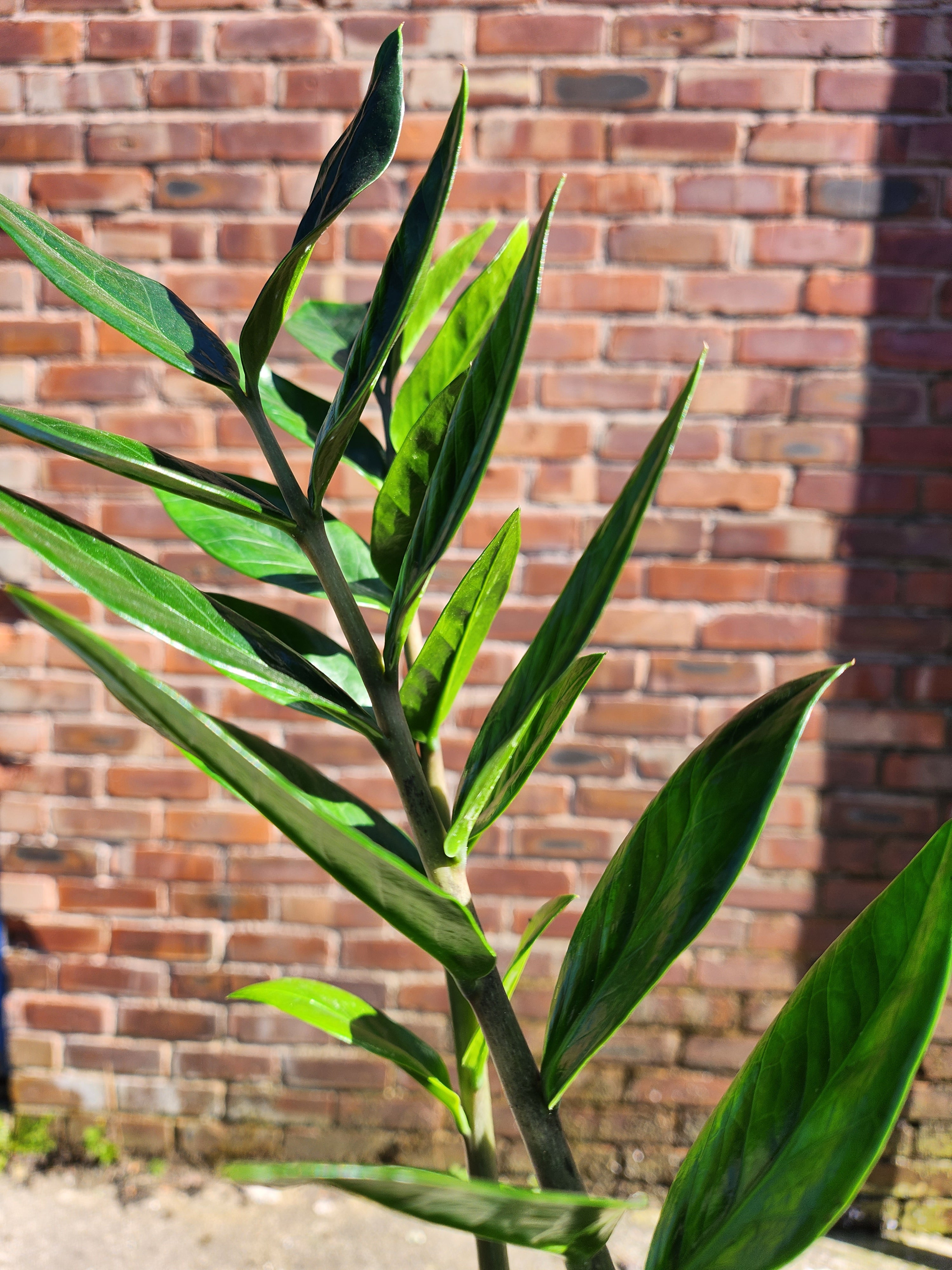 Zamioculcas zamiifolia