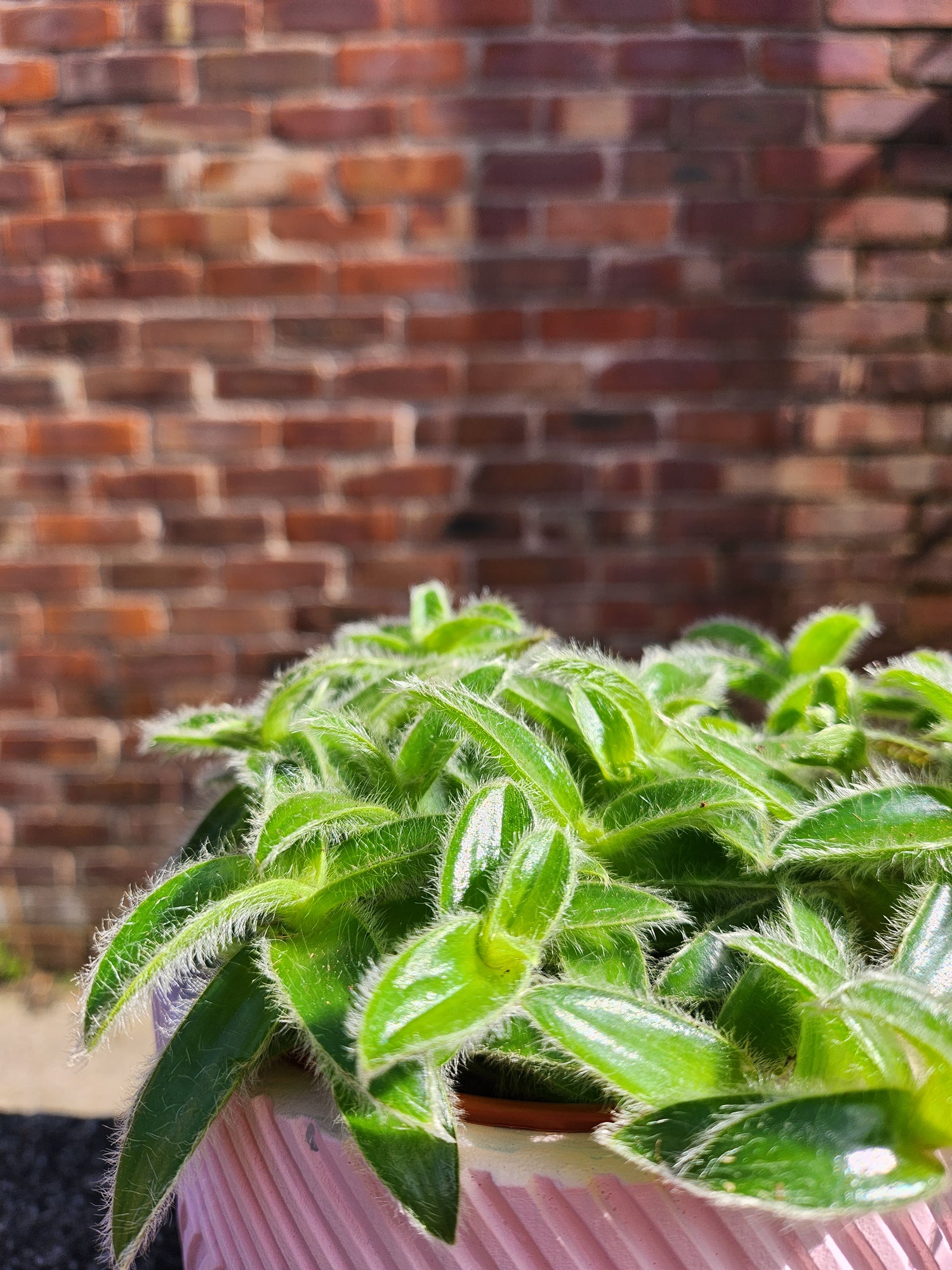 Tradescantia Lucky Dip