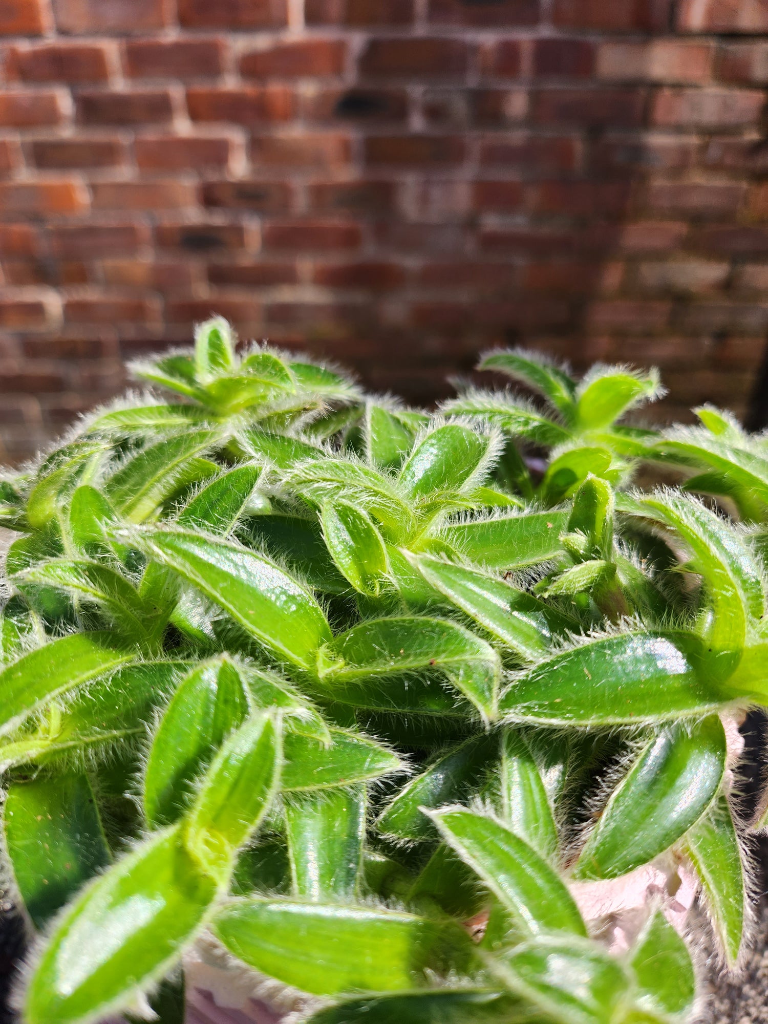 Tradescantia Lucky Dip