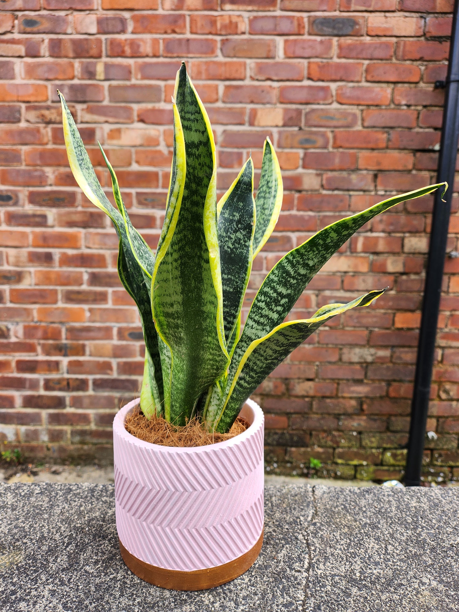 Sansevieria Futura