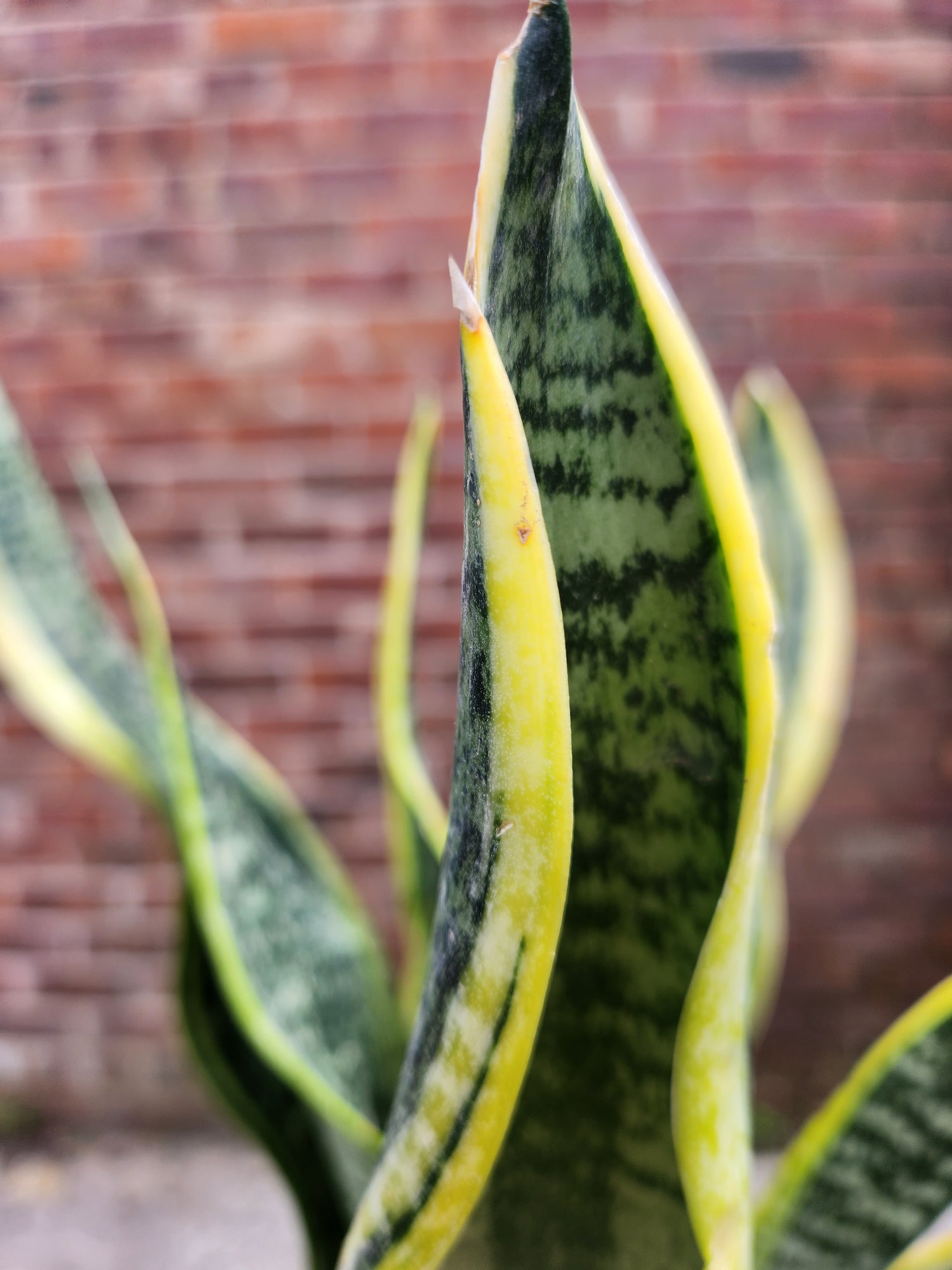 Sansevieria Futura