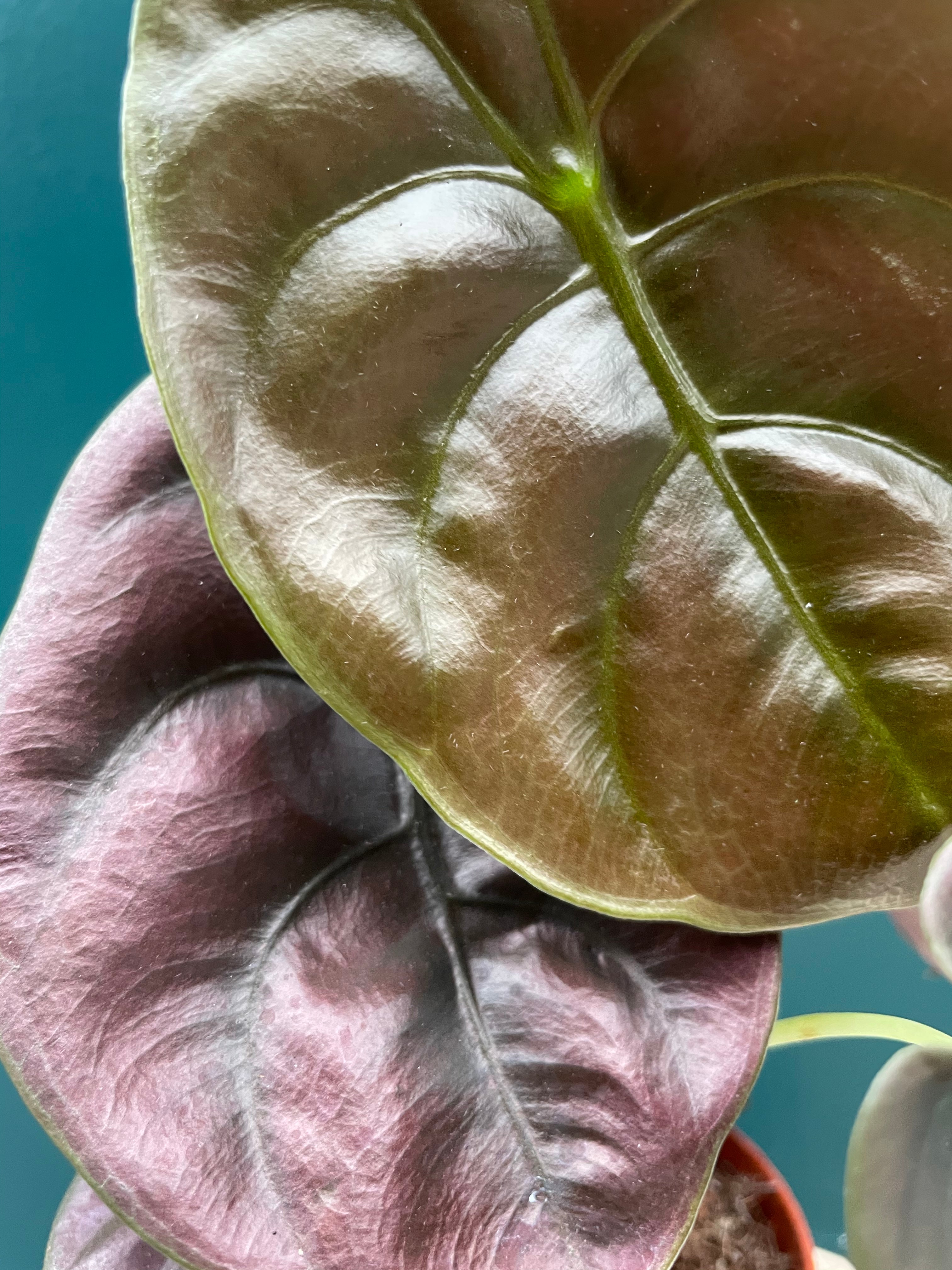 Alocasia cuprea Red Secret