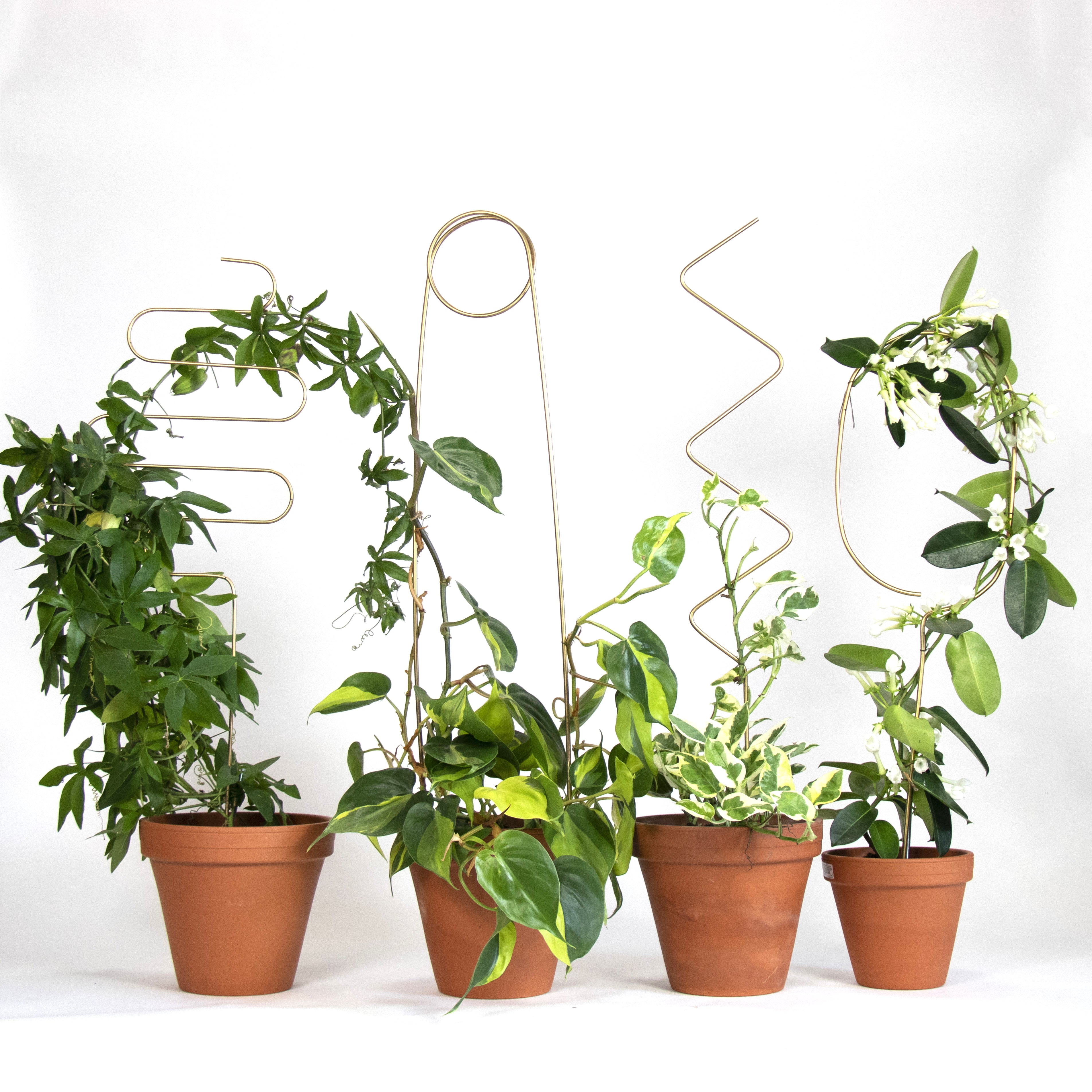 Plant Stakes