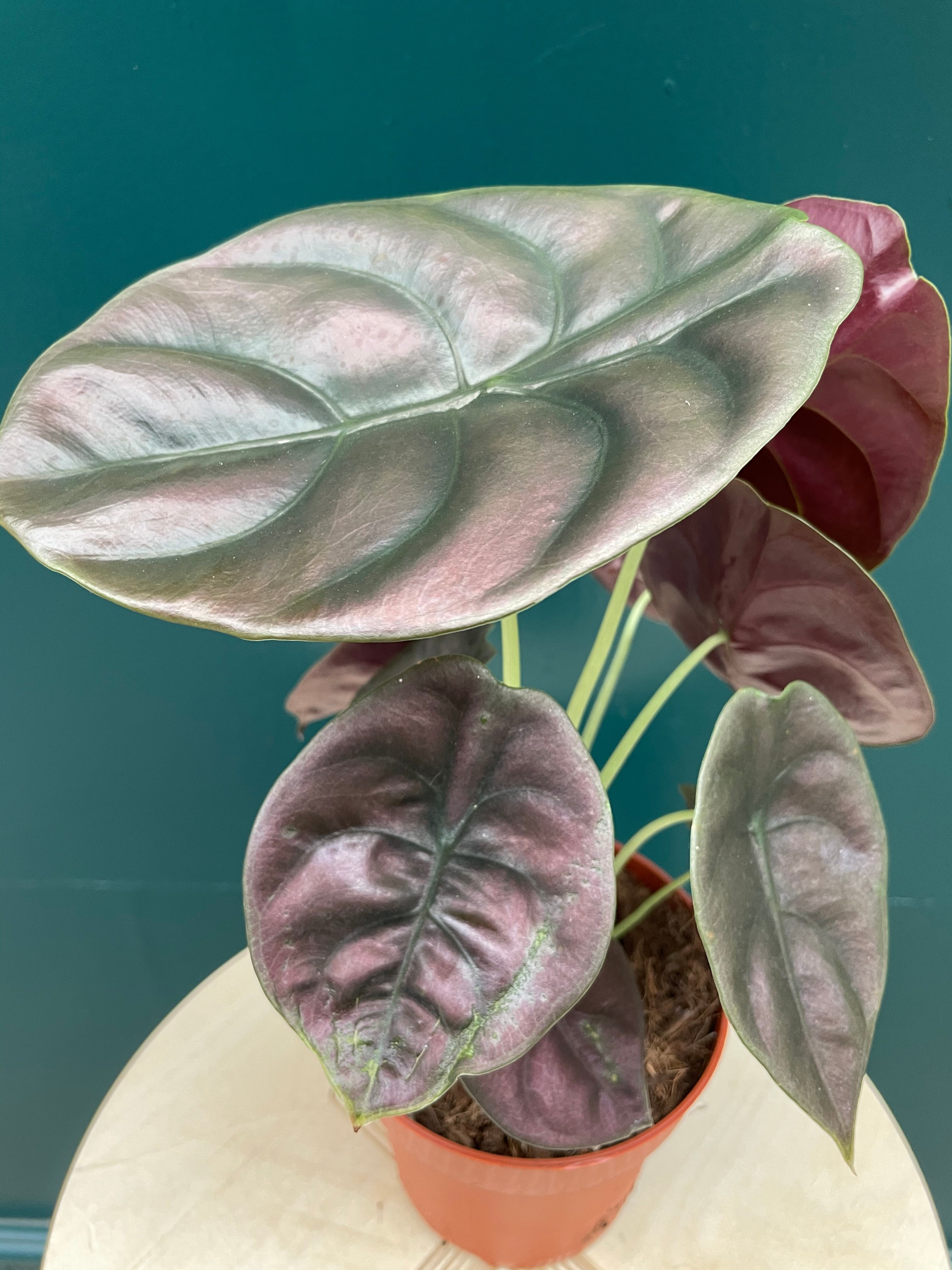 Alocasia cuprea Red Secret