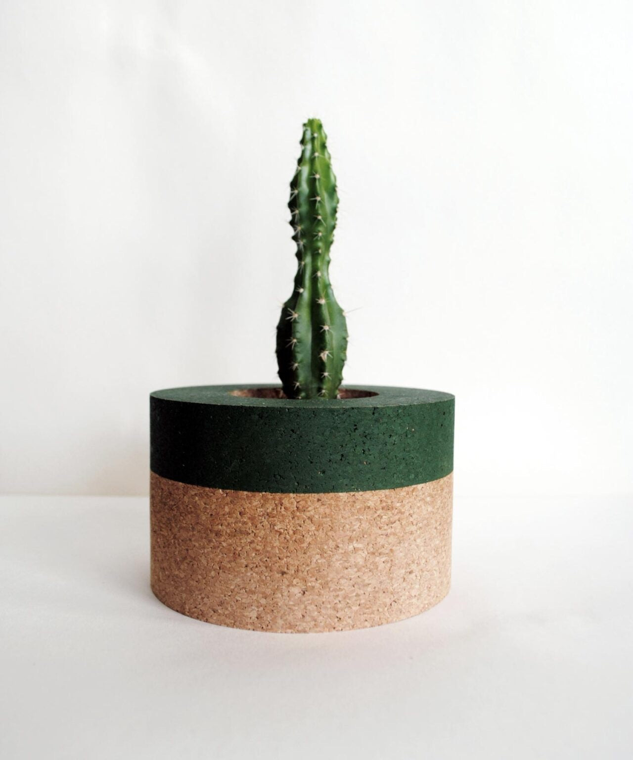 Helki Fern