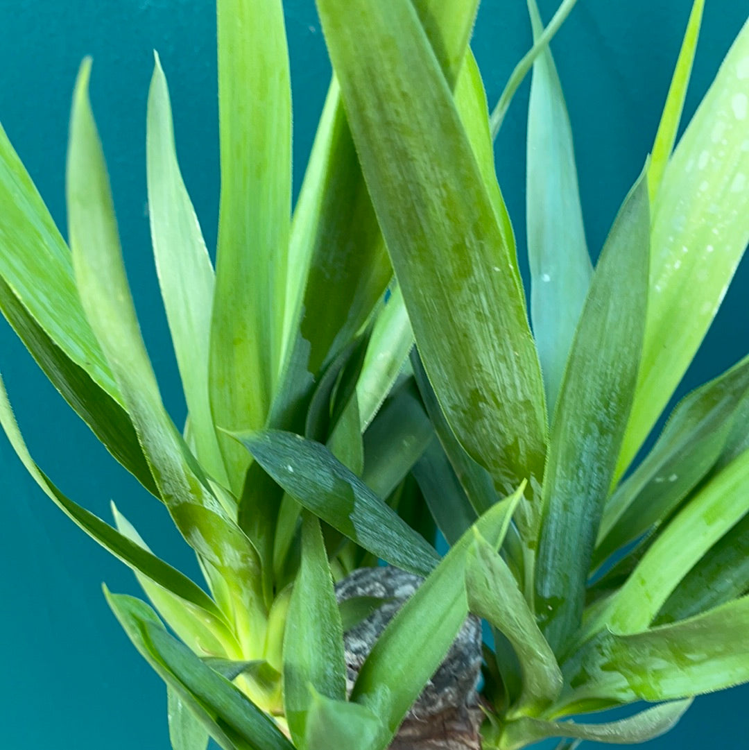 Yucca Elephantipes