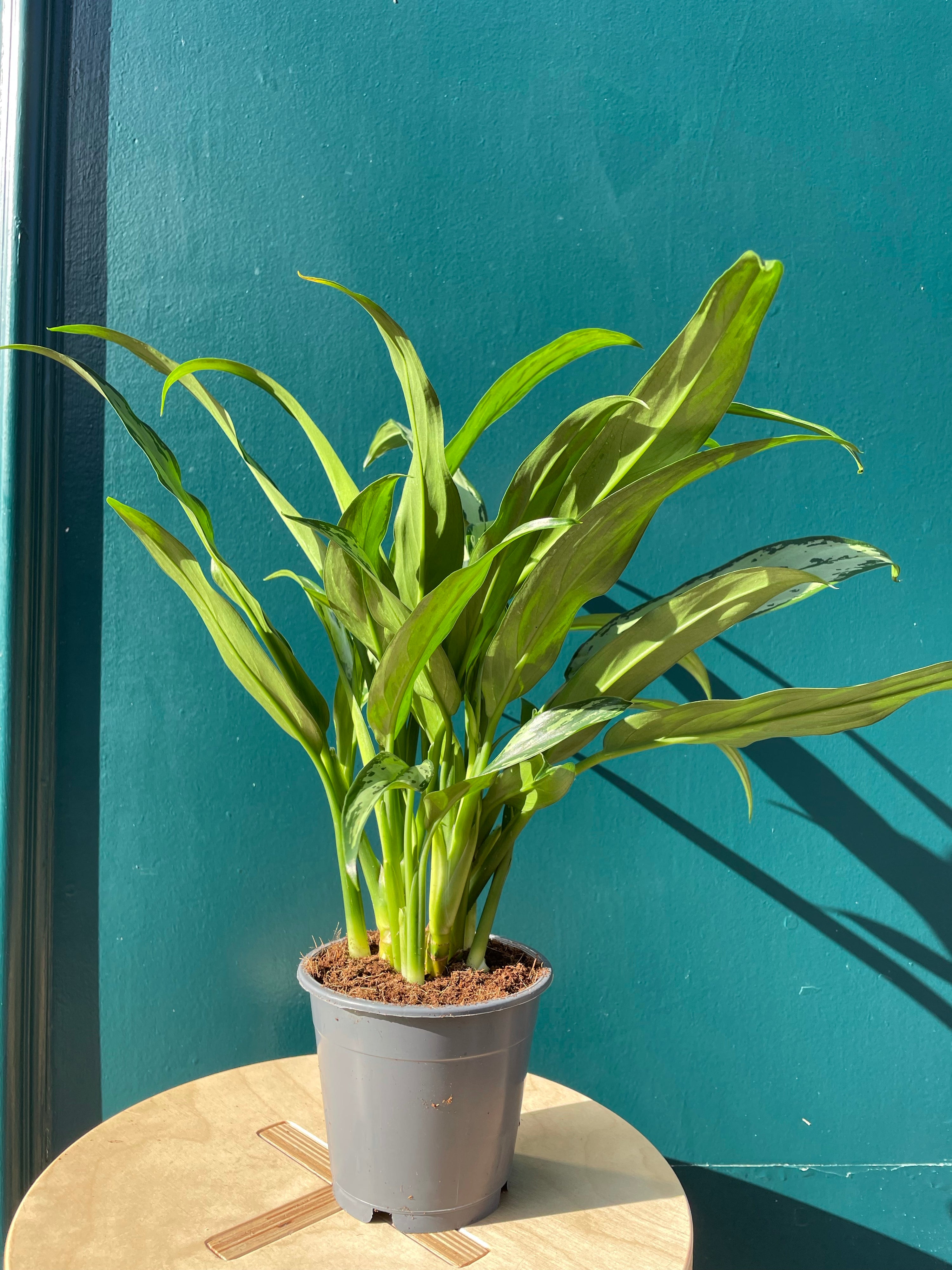 Aglaonema Maria