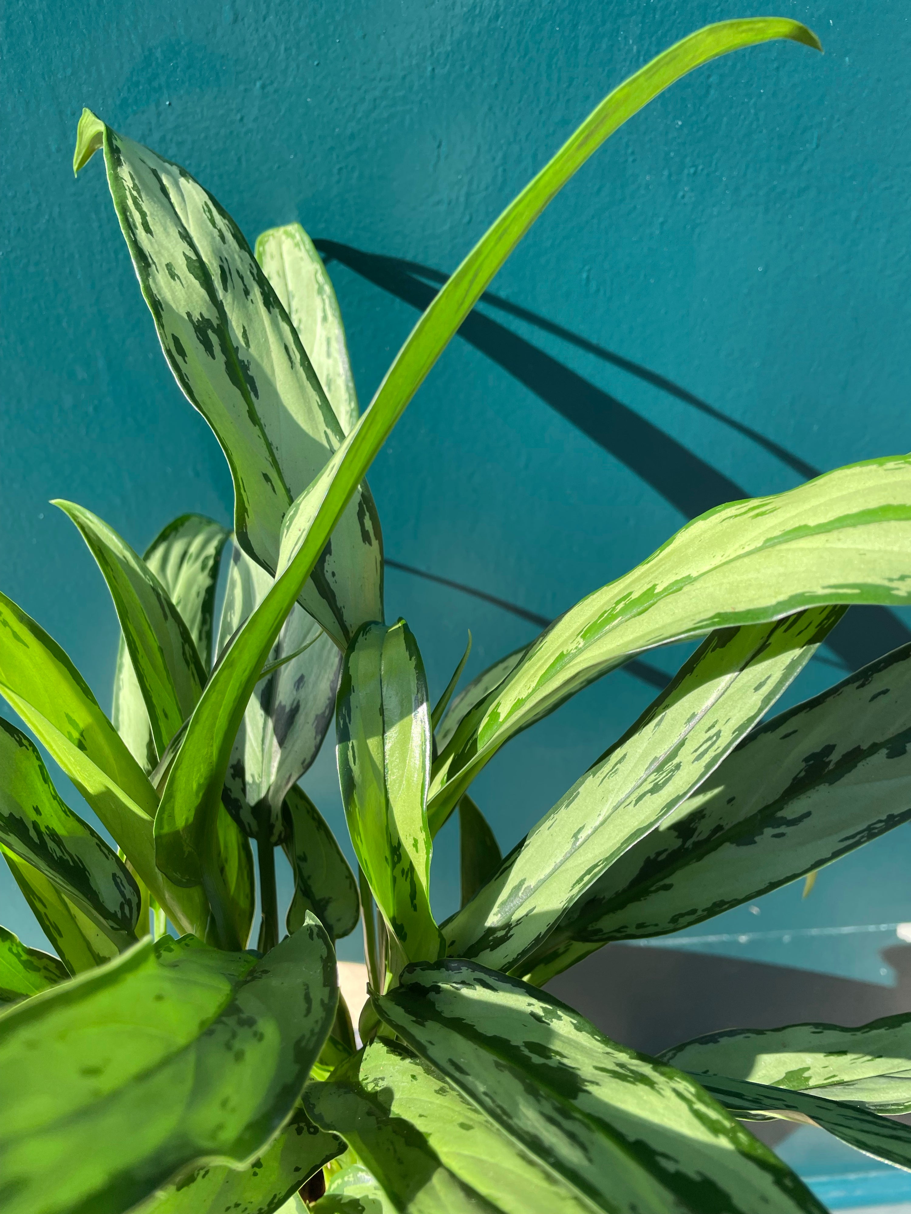 Aglaonema Maria