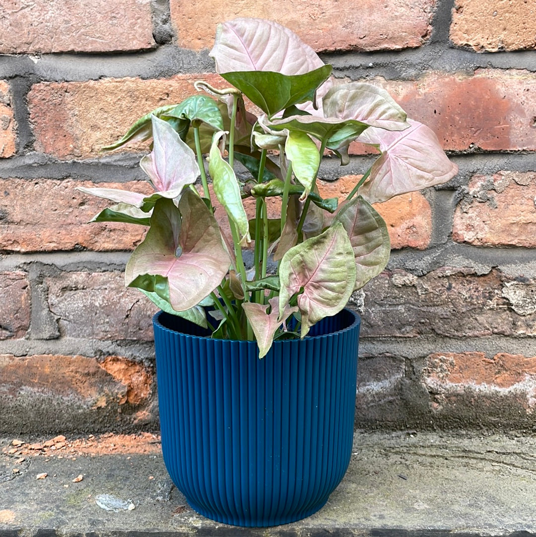 Syngonium Red Heart