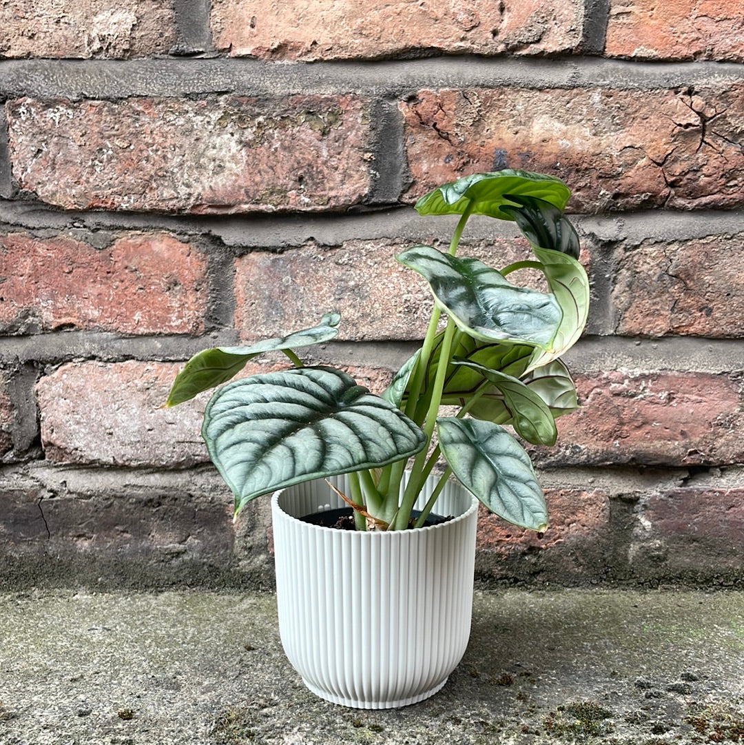Alocasia Dragon Scale