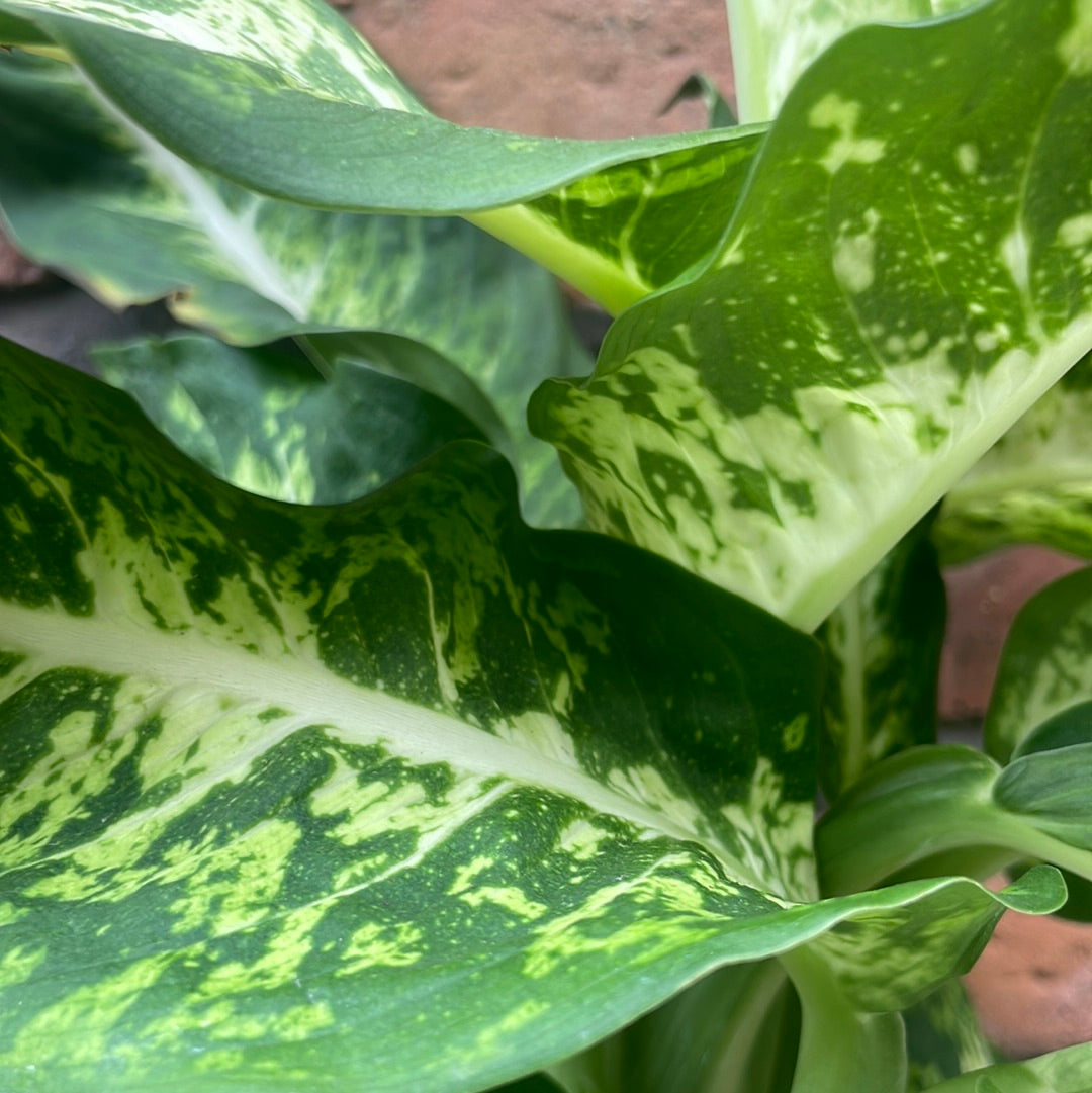 Dieffenbachia