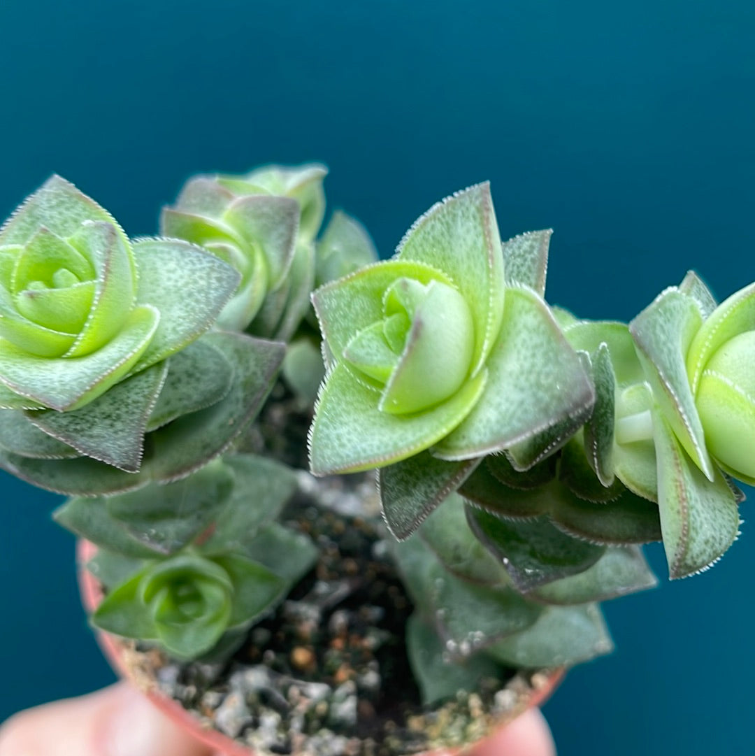 Crassula Perforata