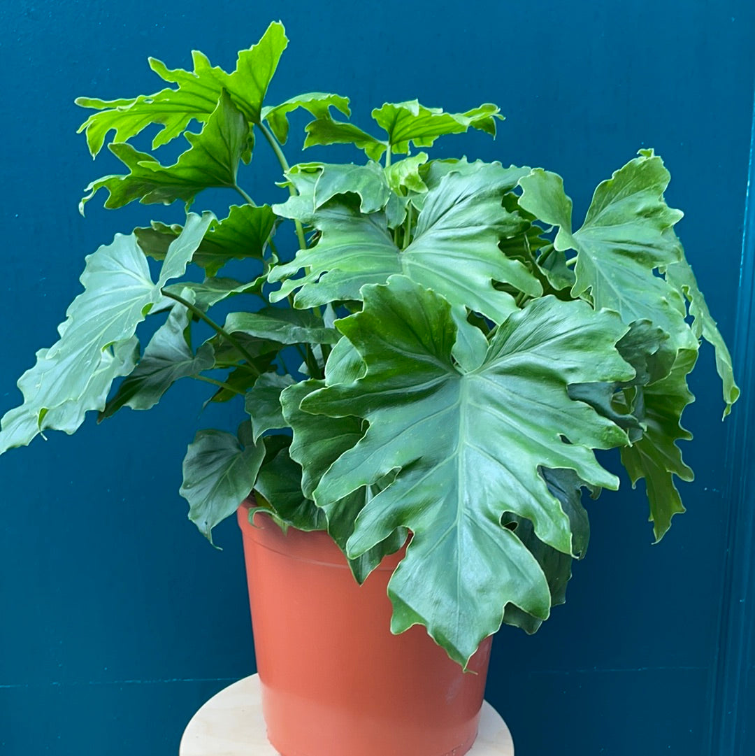 Philodendron Shangr-La